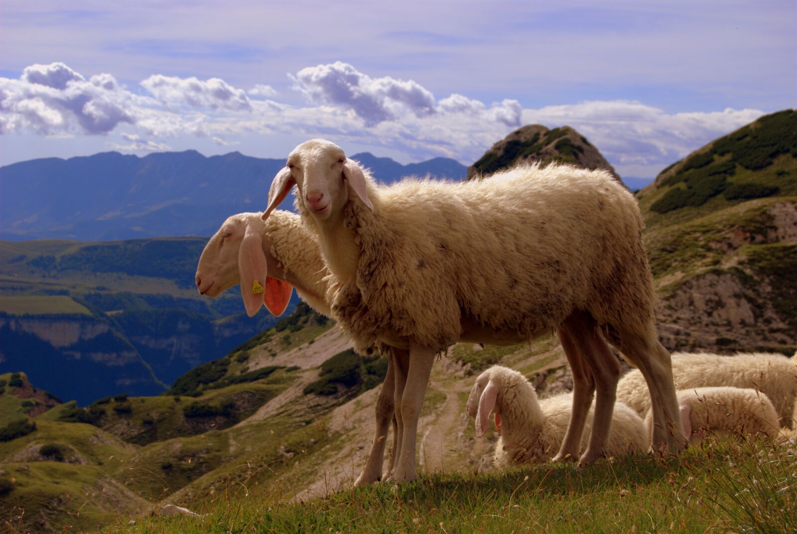 Nikon D60 sample photo. Sheep, sky, mountain photography