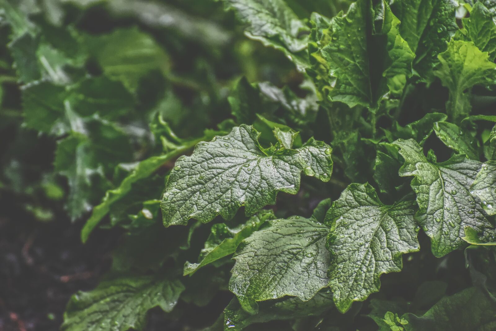 Nikon D7200 sample photo. Plant, green, nature photography