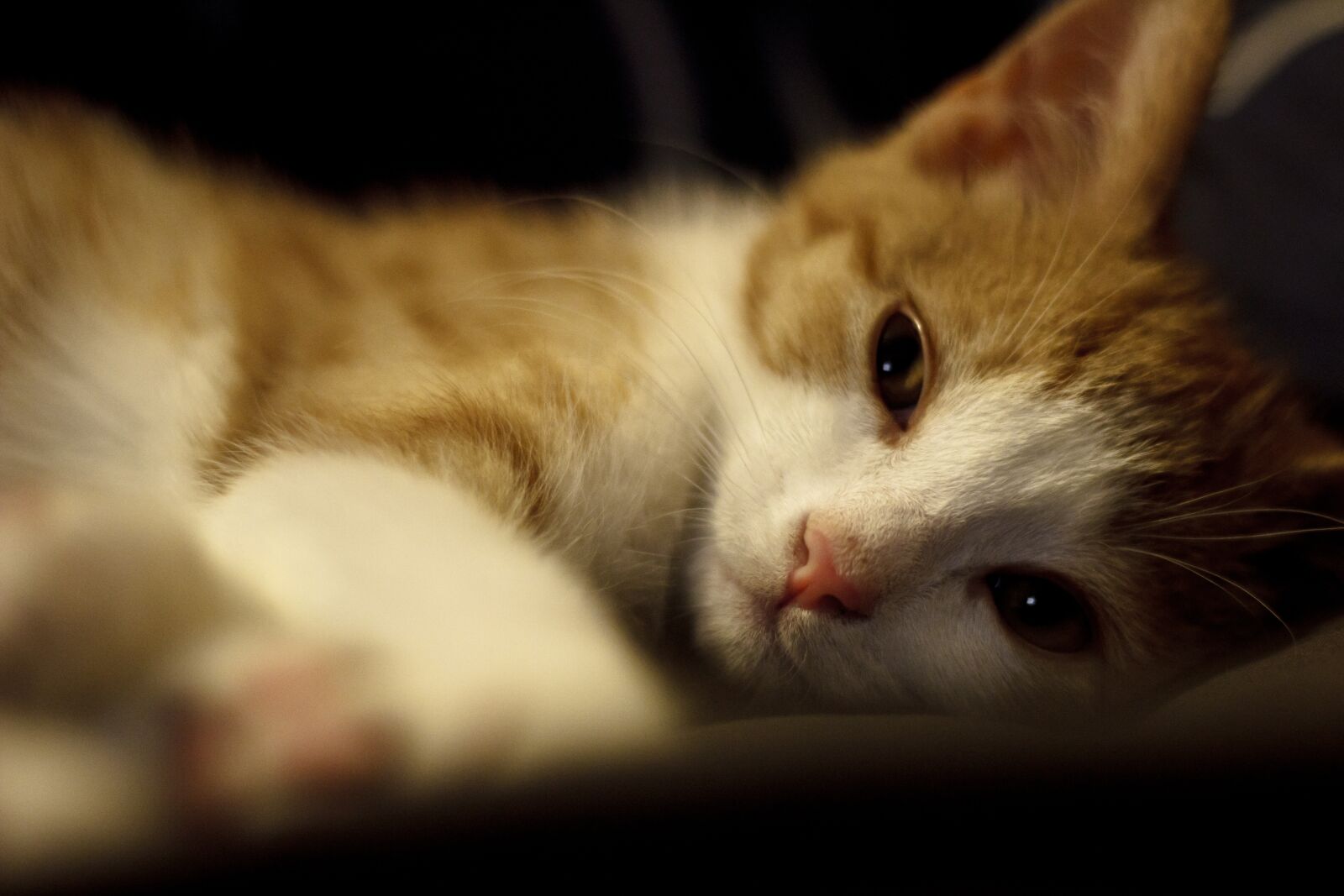 Canon EOS 600D (Rebel EOS T3i / EOS Kiss X5) + Canon EF 50mm F1.8 II sample photo. Cat, string, cute photography