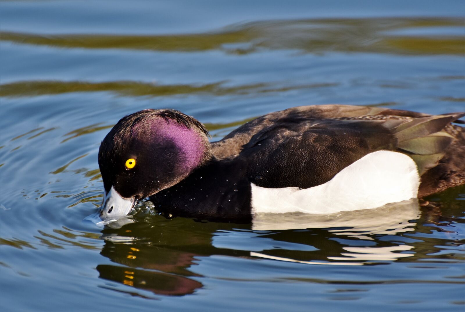 Nikon D7200 sample photo. Violet duck, small mountain photography