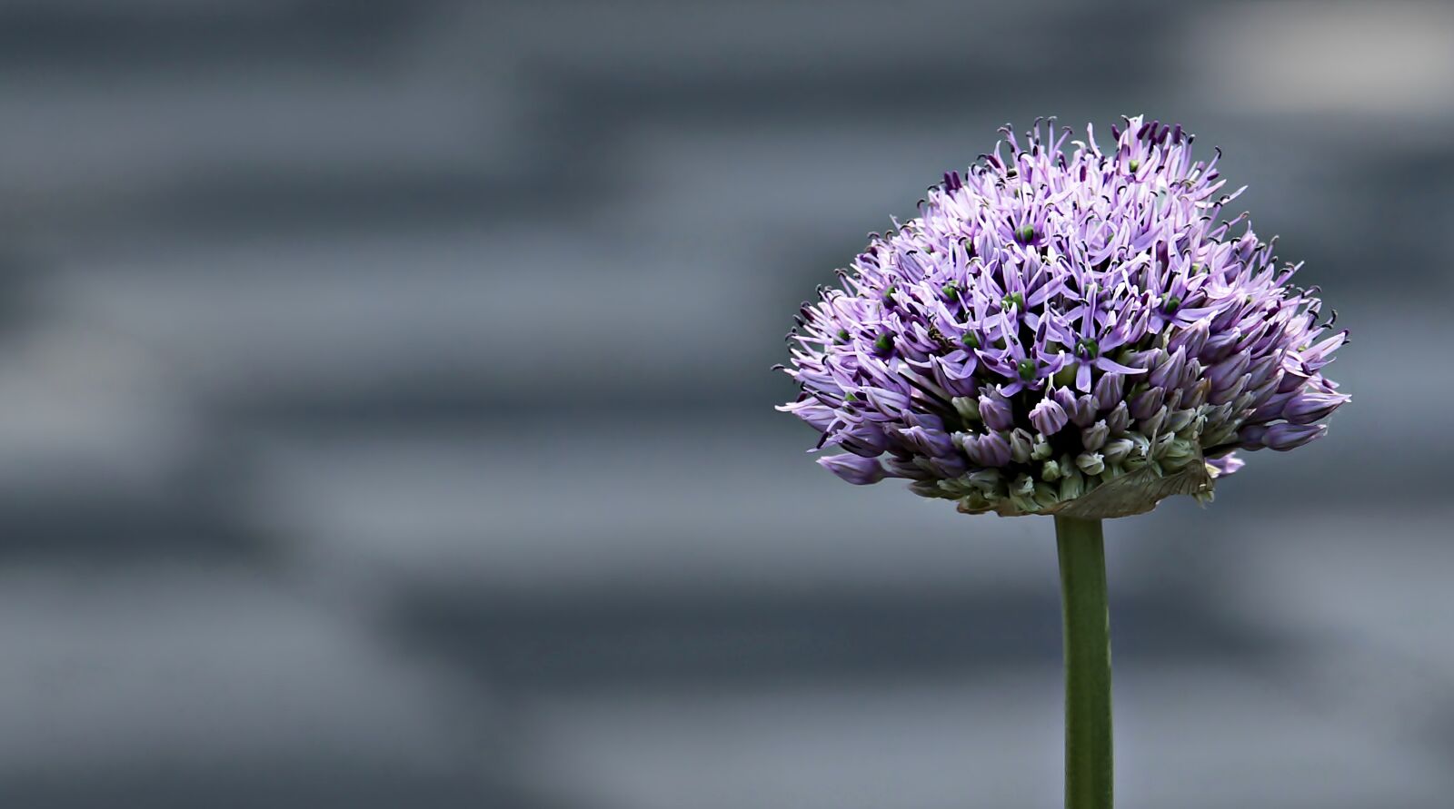 Canon EOS 100D (EOS Rebel SL1 / EOS Kiss X7) sample photo. Ornamental onion, allium, flower photography