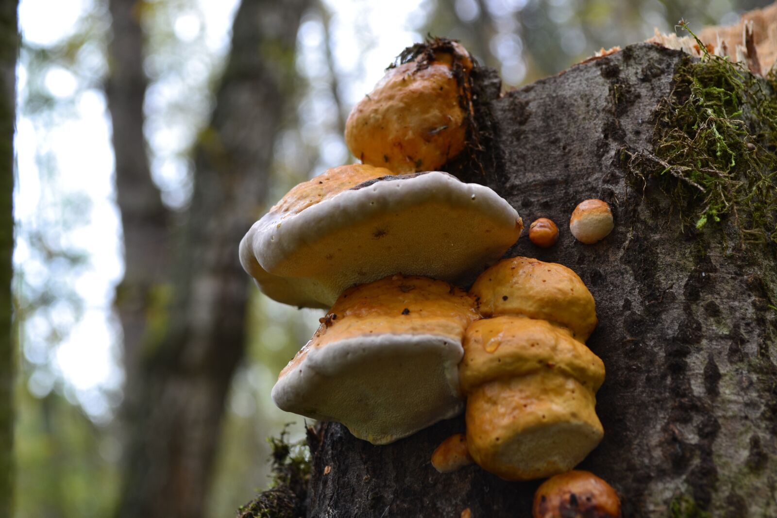 Nikon D3100 sample photo. Forest, mushrooms, autumn photography