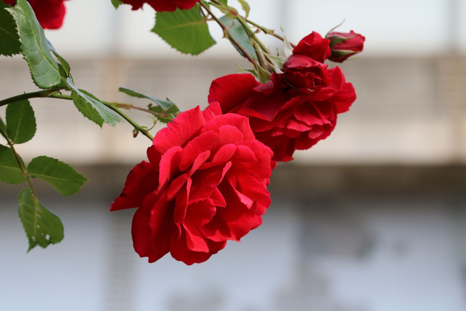 Canon EOS 750D (EOS Rebel T6i / EOS Kiss X8i) sample photo. Rose, flowers, beautiful photography