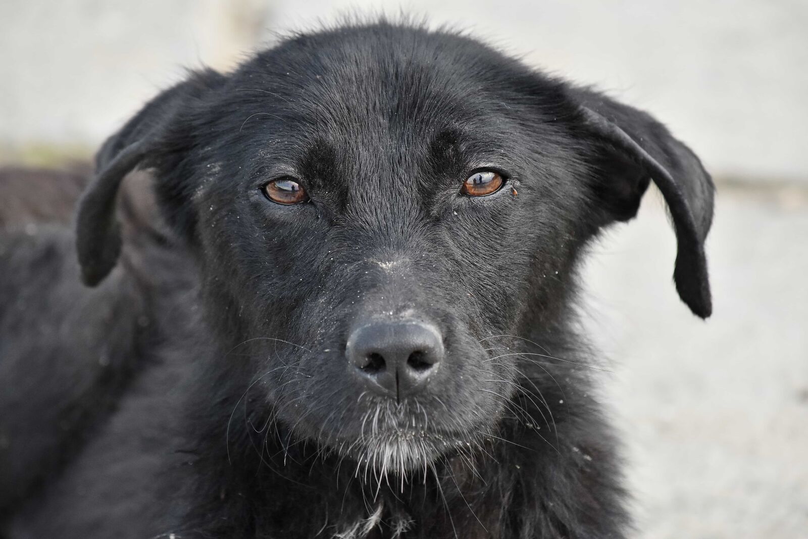 Nikon D5500 sample photo. Curious, dog, looking, portrait photography
