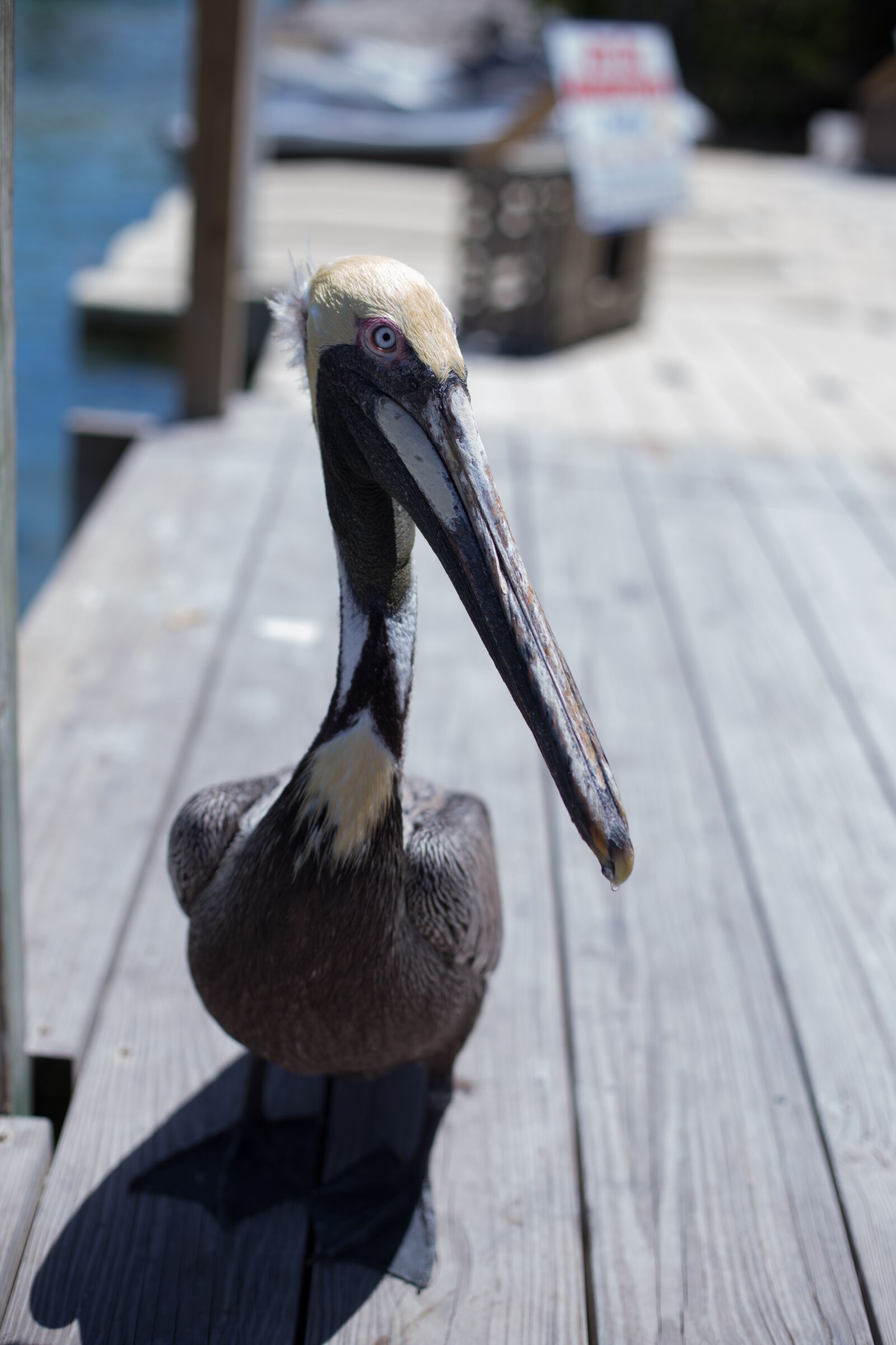 Canon EOS 6D + Canon EF 50mm F1.4 USM sample photo. Bird, florida, deck photography