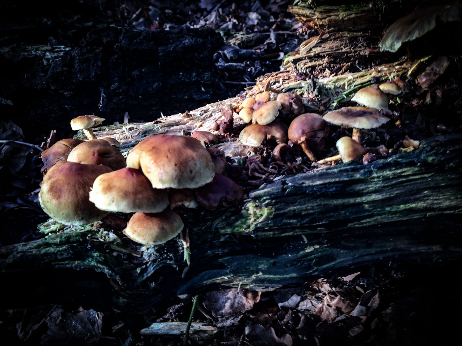 iPhone 5s back camera 4.15mm f/2.2 sample photo. Fungi, logs, mushrooms, wood photography