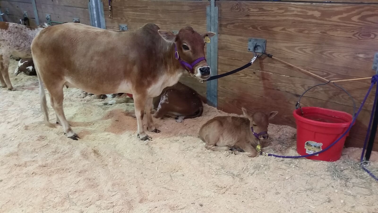 Samsung Galaxy S5 sample photo. Cow, calf, baby cow photography