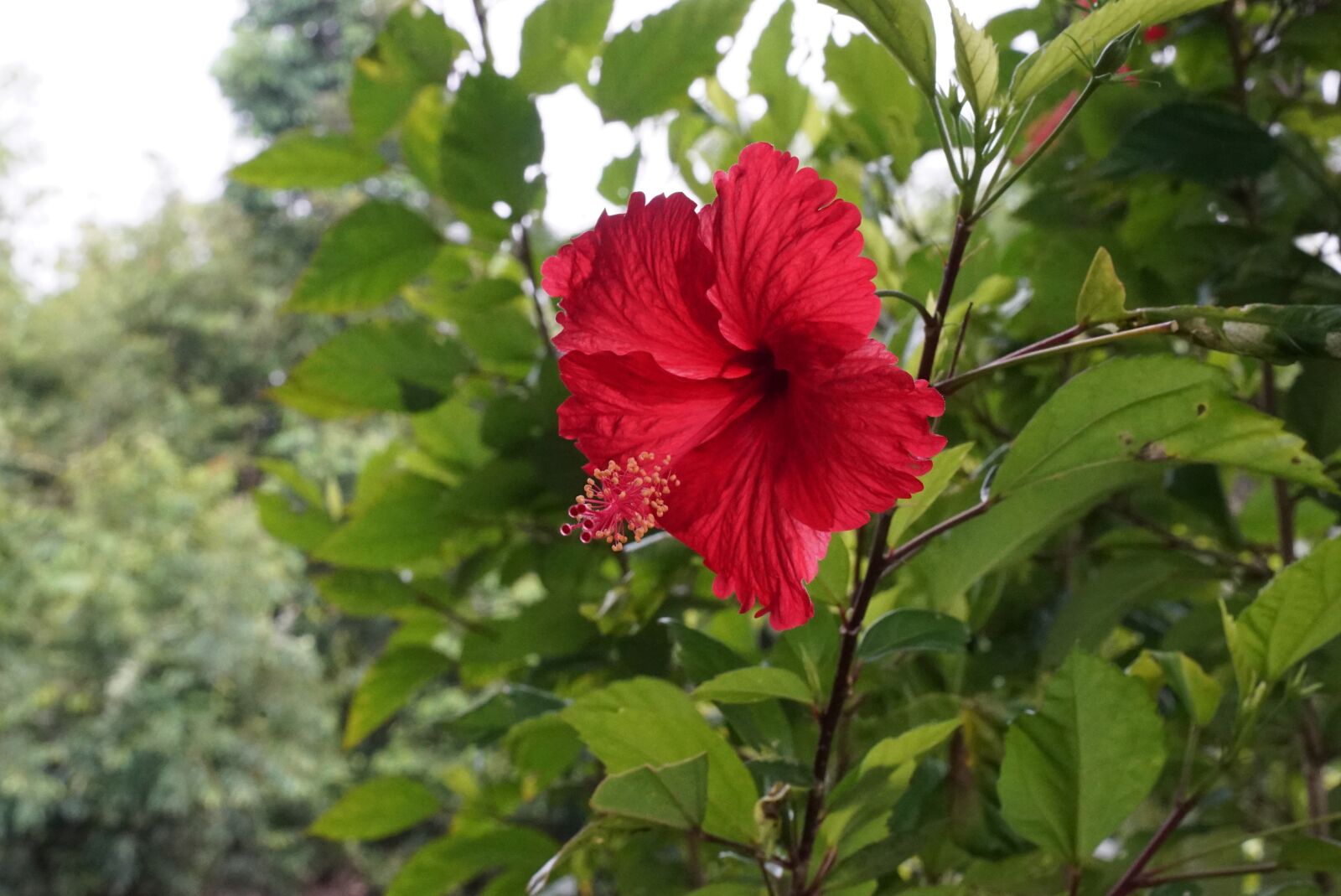 Sony a7S sample photo. Wild hibiscus, rain forest photography
