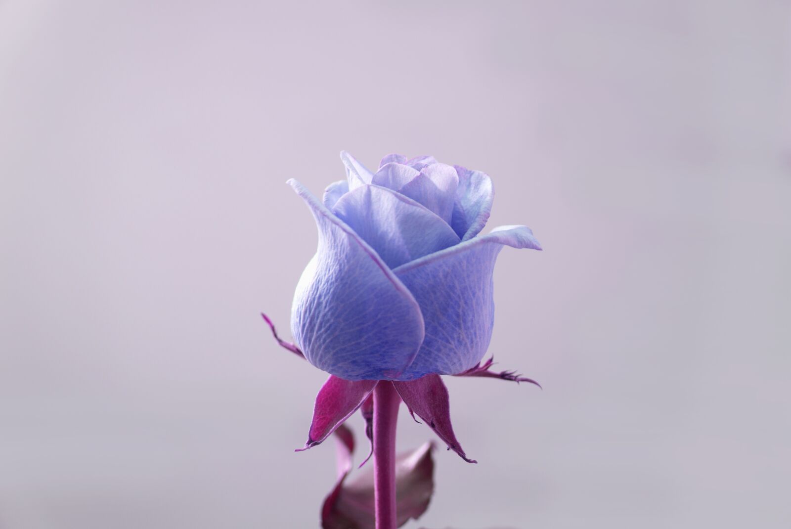 Sony Alpha NEX-F3 + Sony E 18-55mm F3.5-5.6 OSS sample photo. Roses, emotion, love photography
