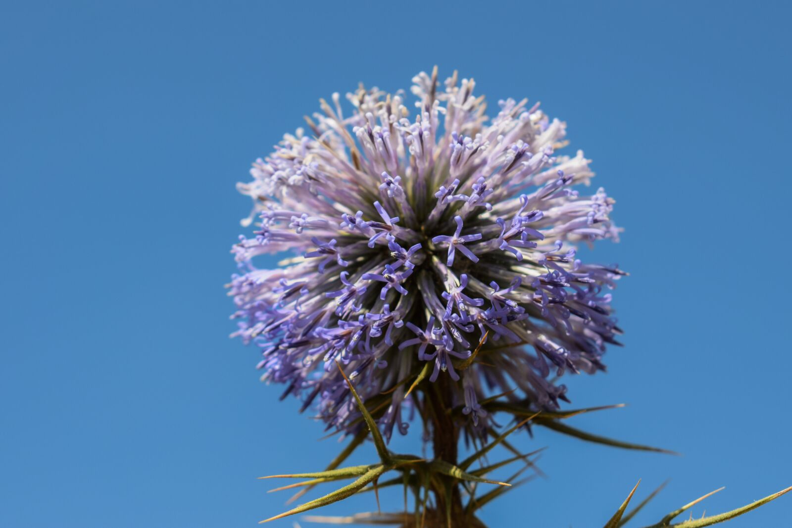 Nikon D3300 sample photo. Thistle, inflorescence, flower photography