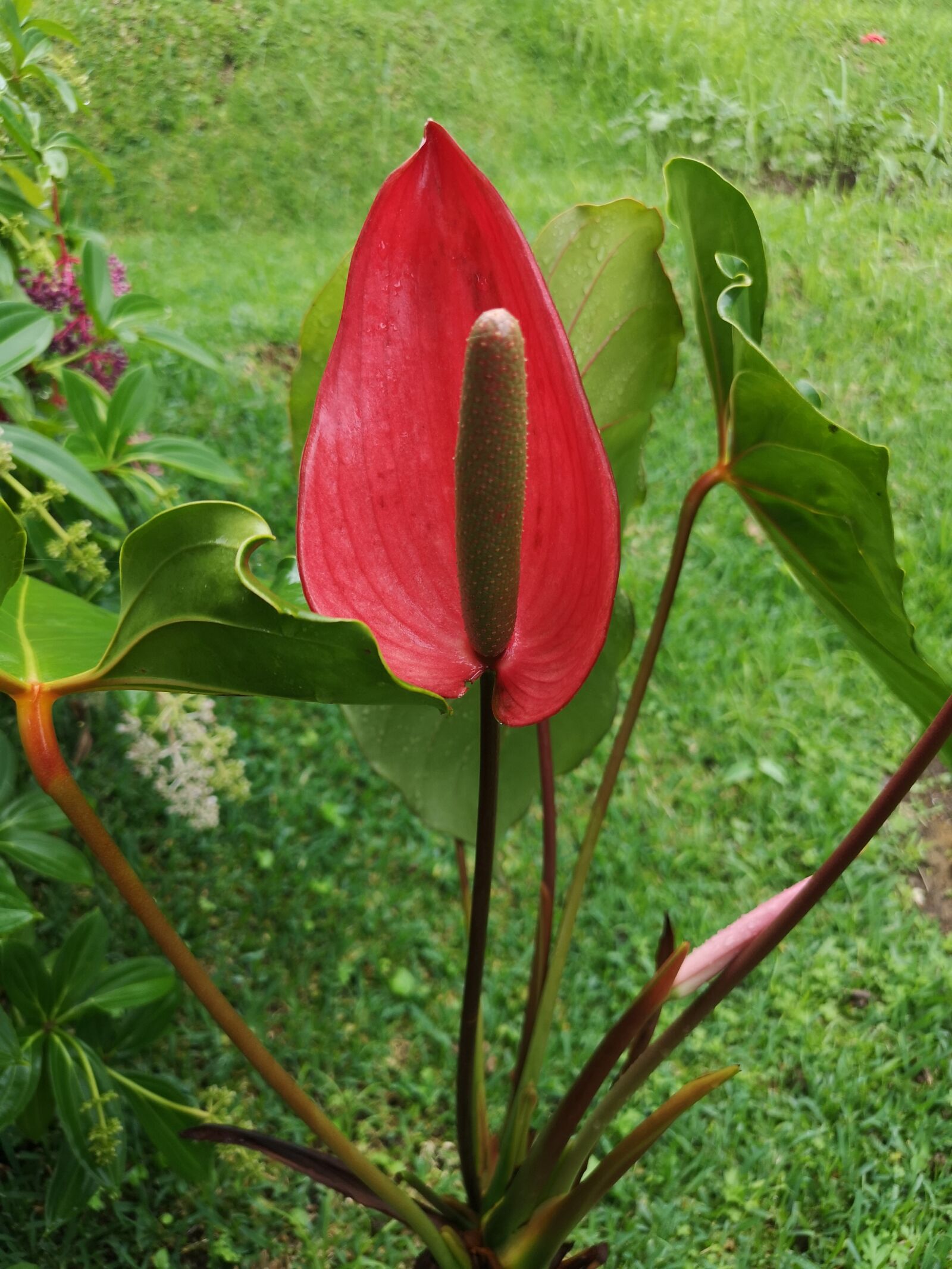 HUAWEI CLT-L09 sample photo. Flower, green, red photography