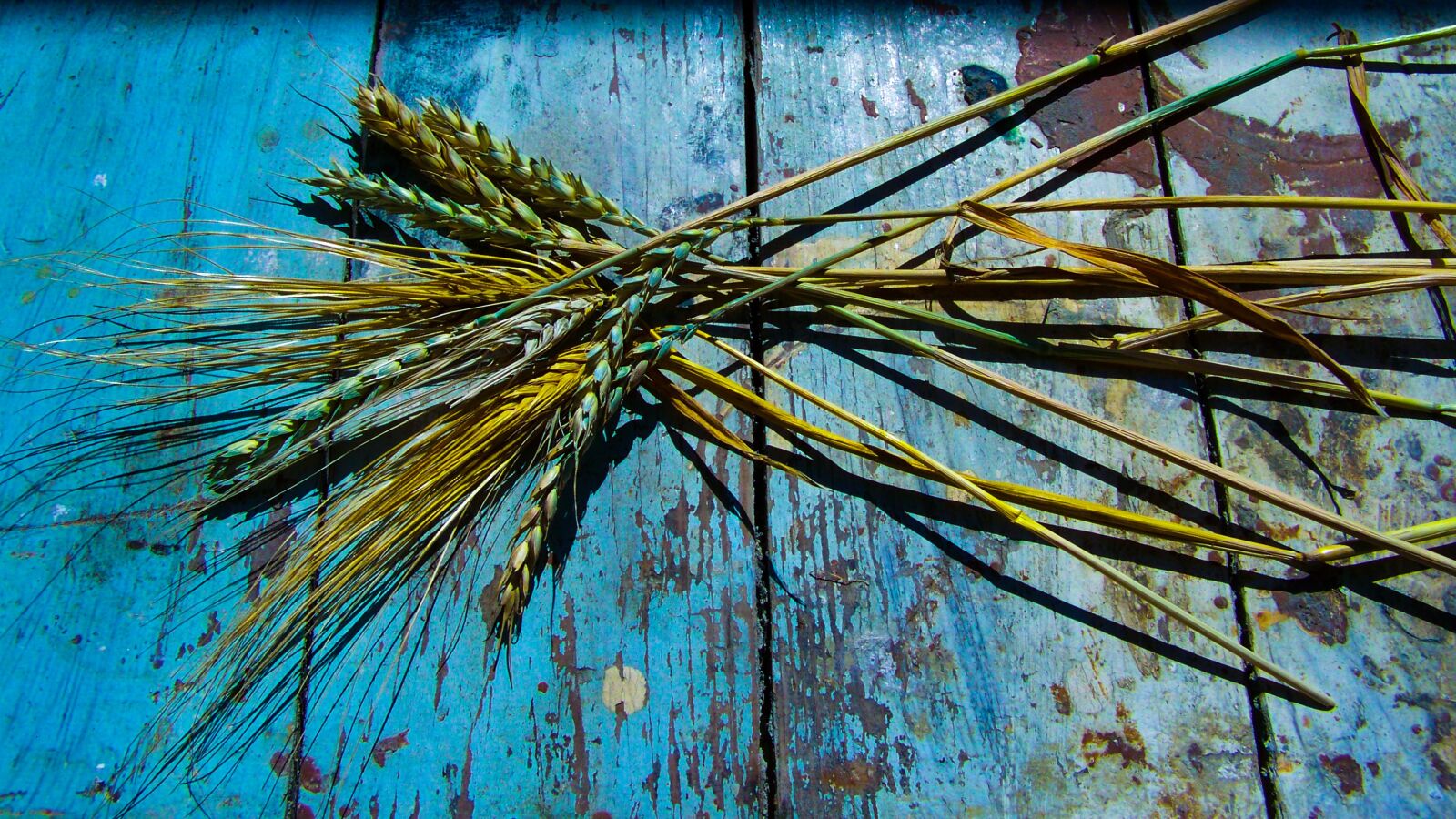 Kodak EASYSHARE ZD710 ZOOM DIGITAL CAMERA sample photo. Ears of wheat, spikes photography