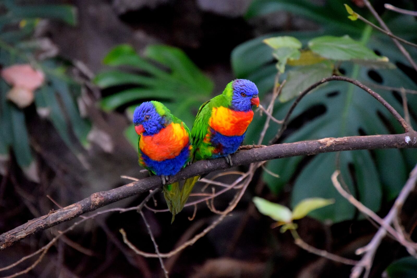 Nikon D3300 sample photo. Parrots, bird couple, colorful photography