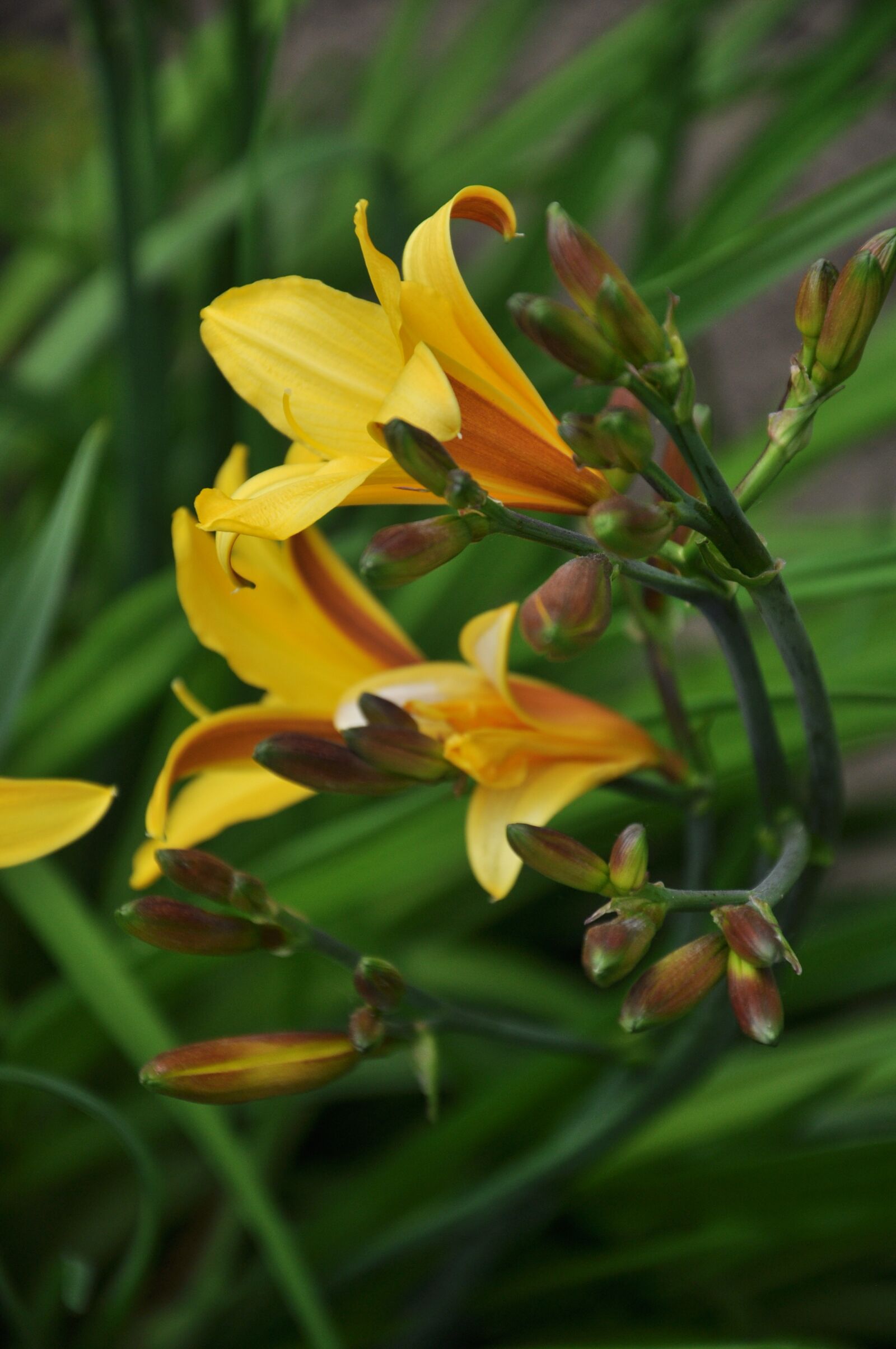 Nikon D90 sample photo. Flowers, summer, nature photography
