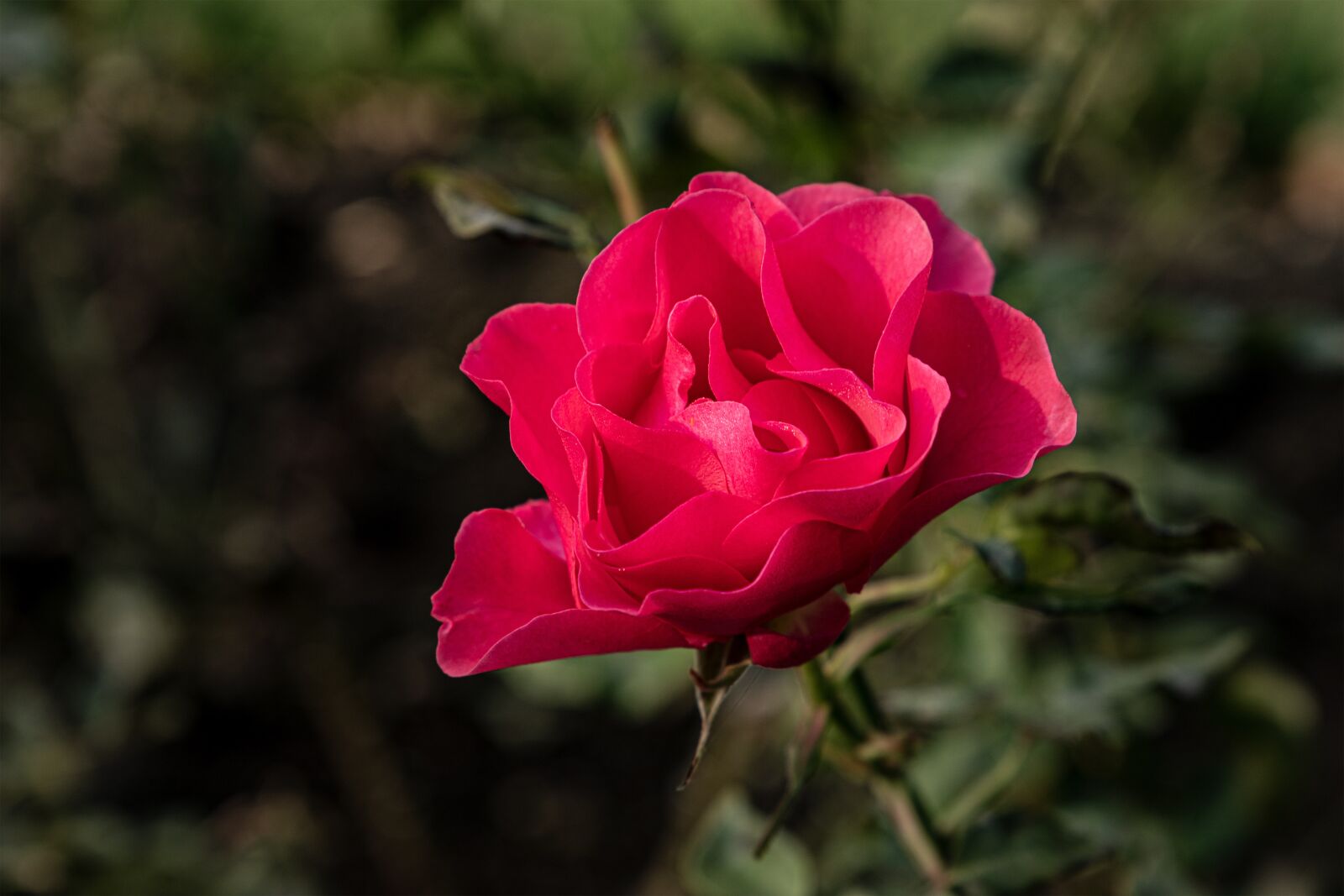 Canon EOS 6D Mark II sample photo. Rose, flower, blossom photography