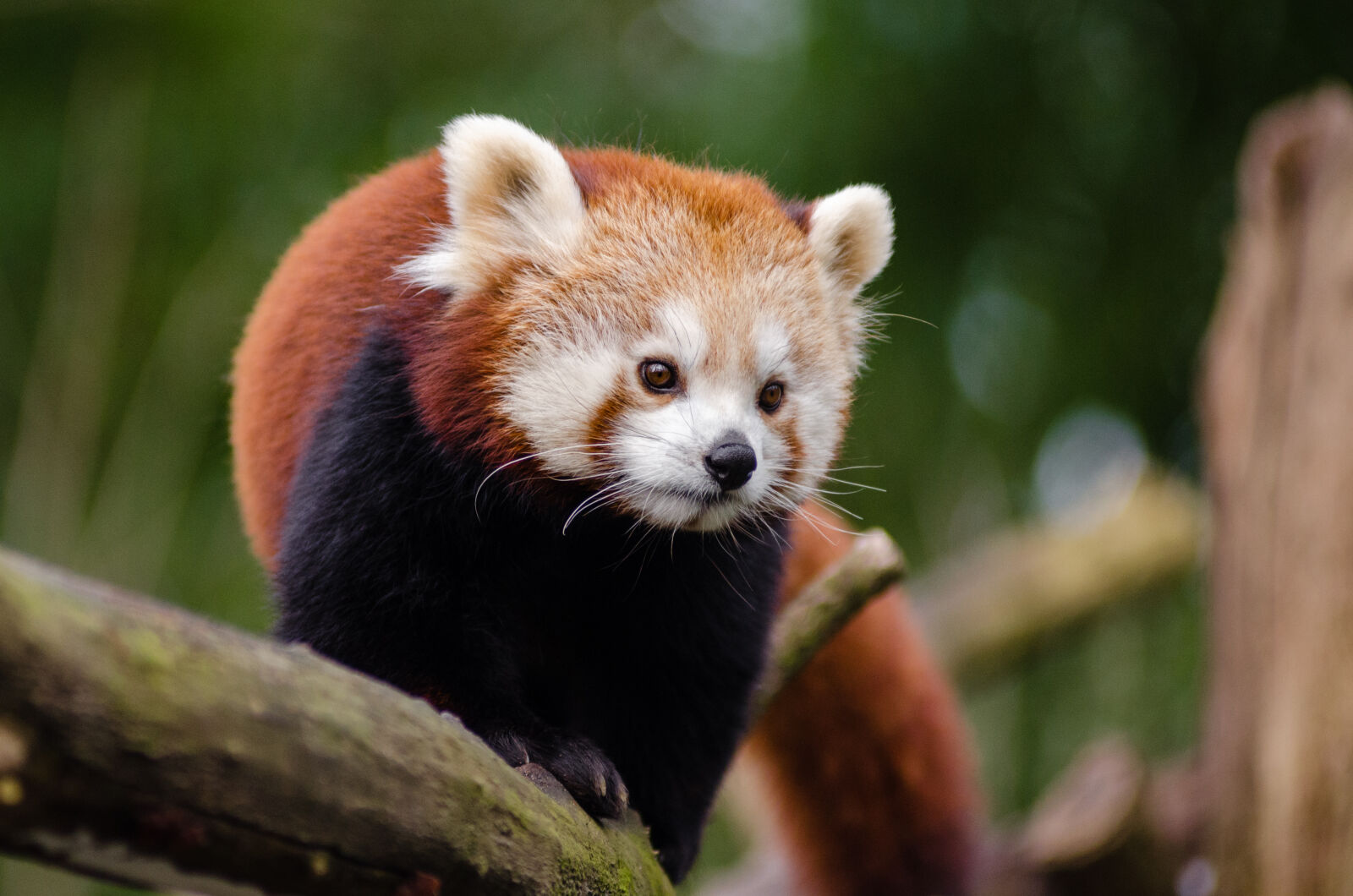 AF Zoom-Nikkor 80-200mm f/2.8 ED sample photo