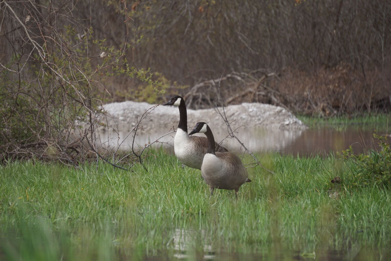 Sony E 55-210mm F4.5-6.3 OSS sample photo. Goose, geese, canadian photography