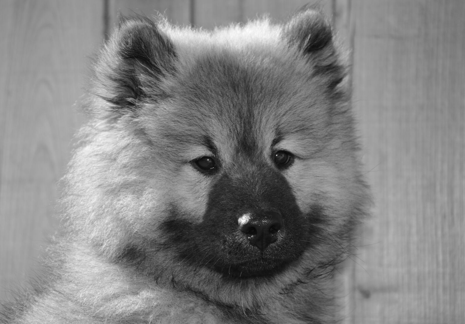 Nikon D5200 sample photo. Dog, dog eurasier, photo photography