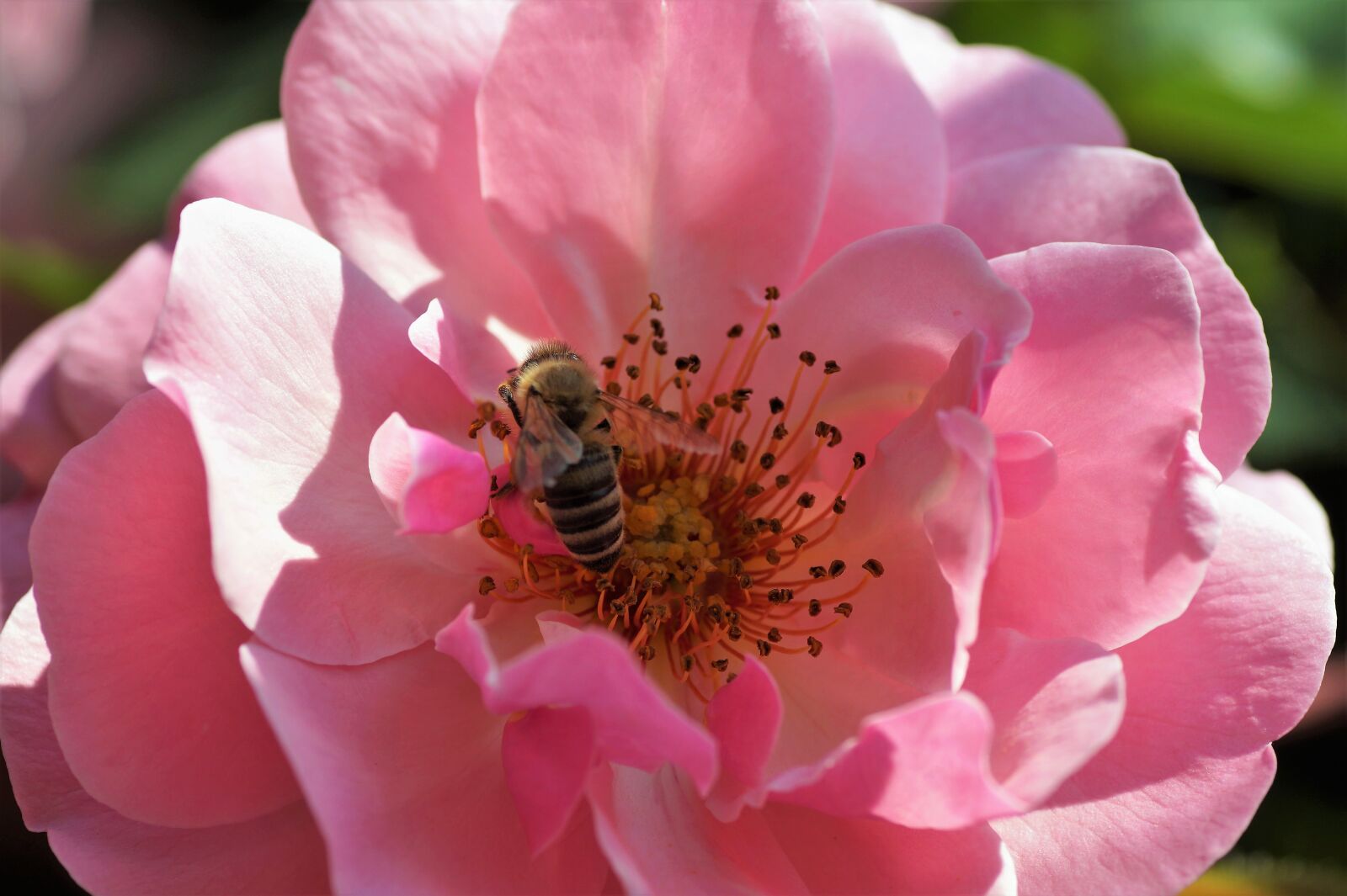 Sony SLT-A58 sample photo. Rose, pink, flower photography