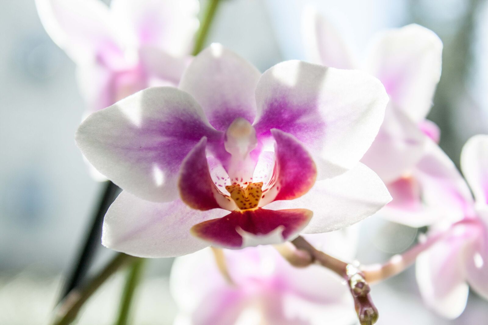 Canon EOS 450D (EOS Rebel XSi / EOS Kiss X2) sample photo. Flower, orchid, phalaenopsis photography