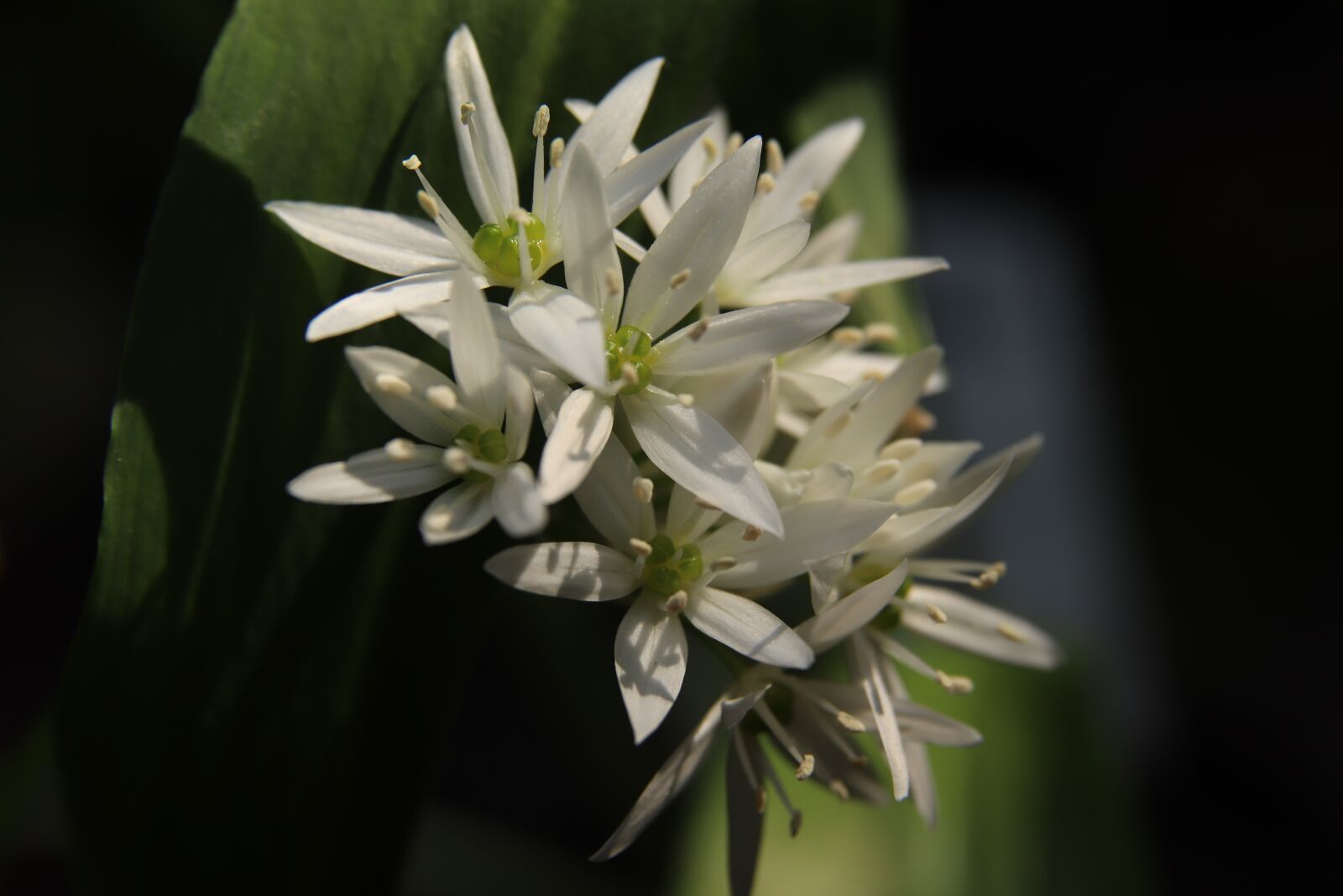Canon EOS 800D (EOS Rebel T7i / EOS Kiss X9i) sample photo. Bear's garlic, b rlauch photography