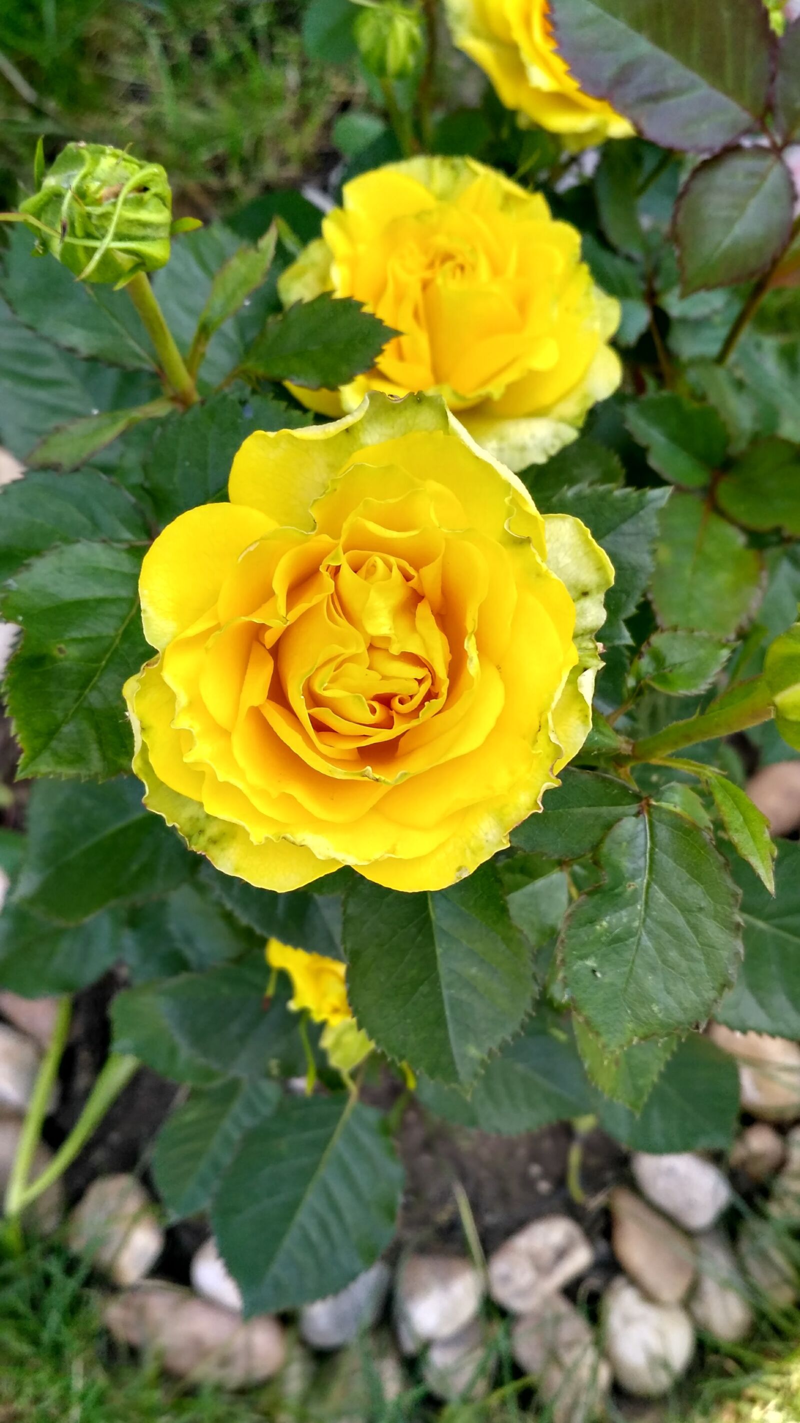 Xiaomi Redmi 3S sample photo. Rose, yellow, summer photography