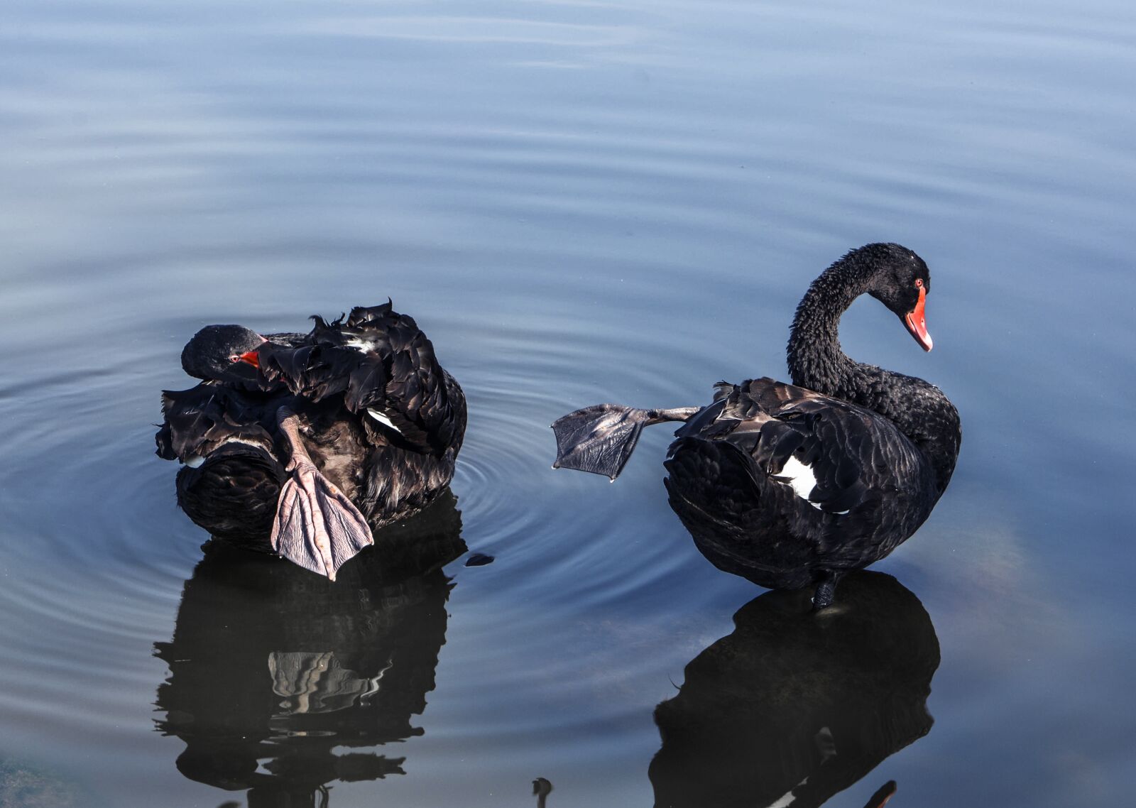 Nikon D7100 sample photo. Swan, lake, black swan photography