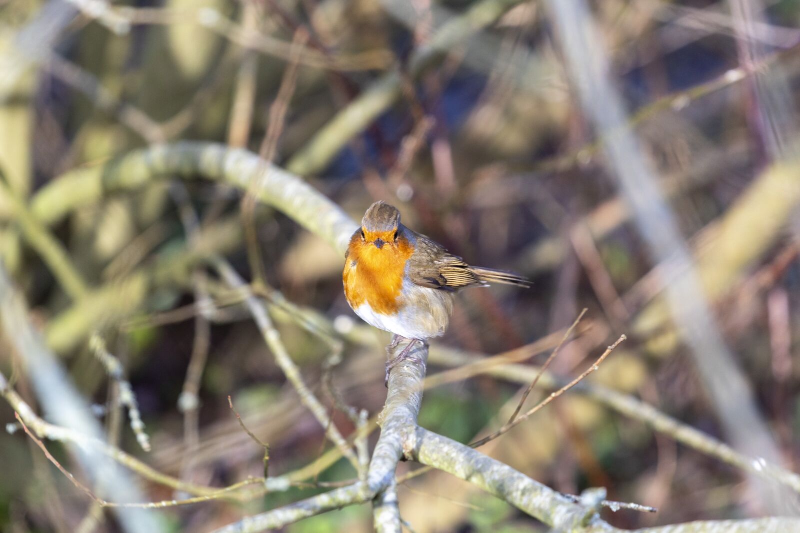 Canon EF 70-200mm F4L USM sample photo. Bird, robin, branch photography