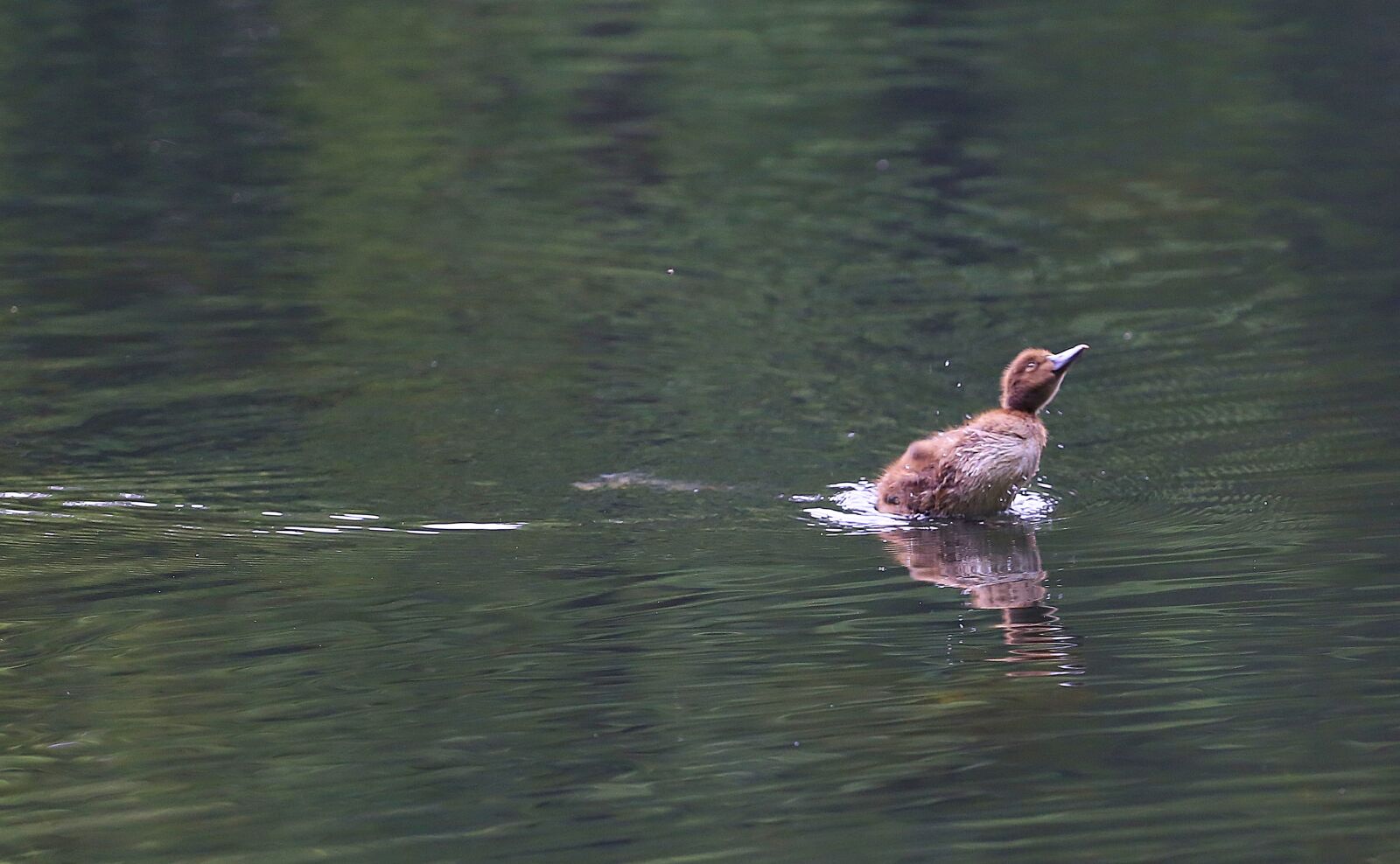 Canon EOS 6D + Canon EF 70-200mm F4L USM sample photo. Duckling, little duck, floats photography