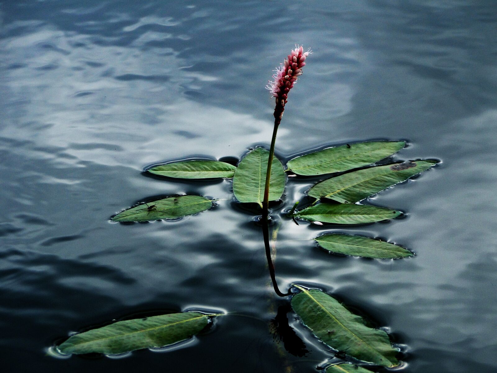 Sony Cyber-shot DSC-HX1 sample photo. River, water, water plants photography