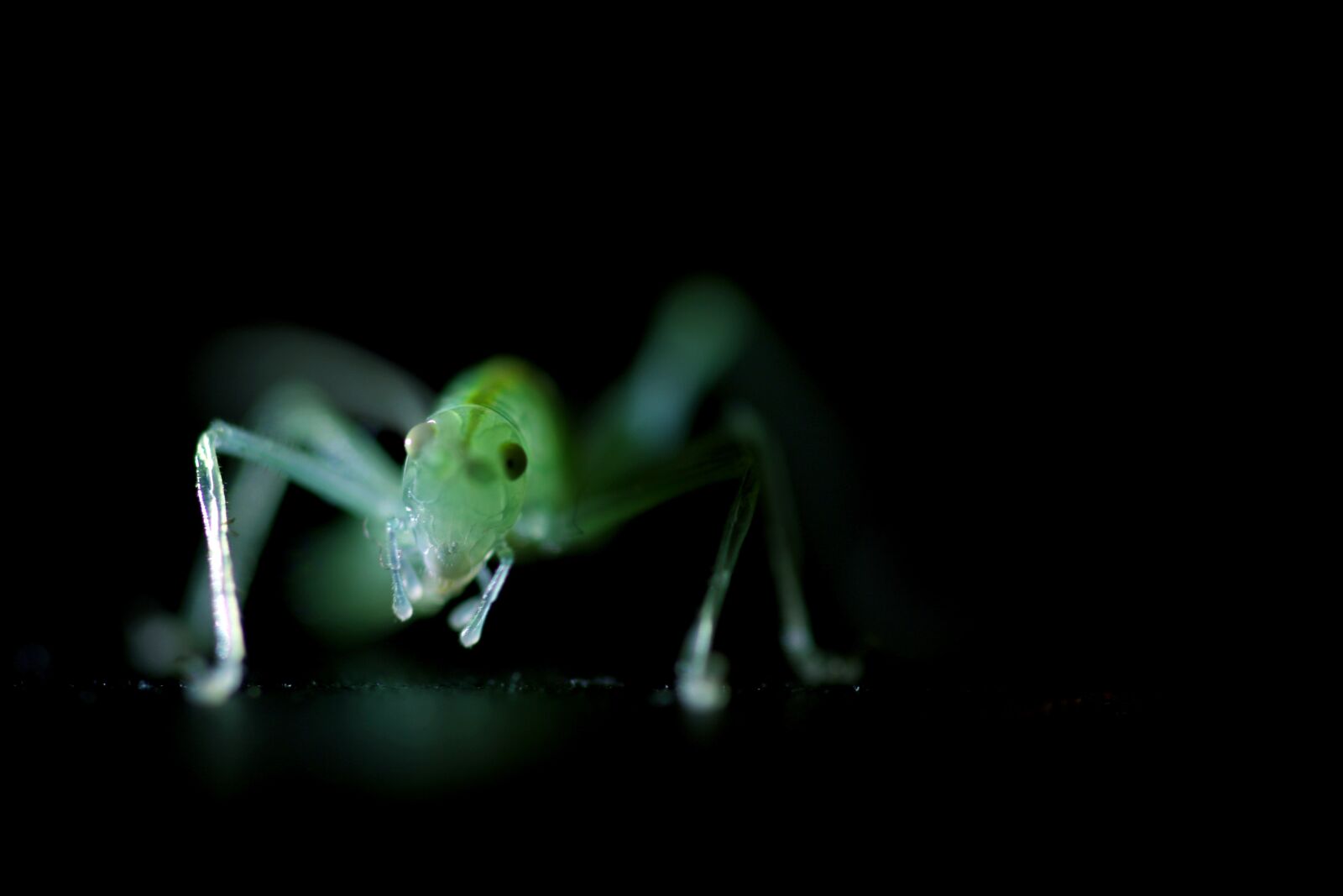 Canon EOS 70D sample photo. Insect, green, cricket photography