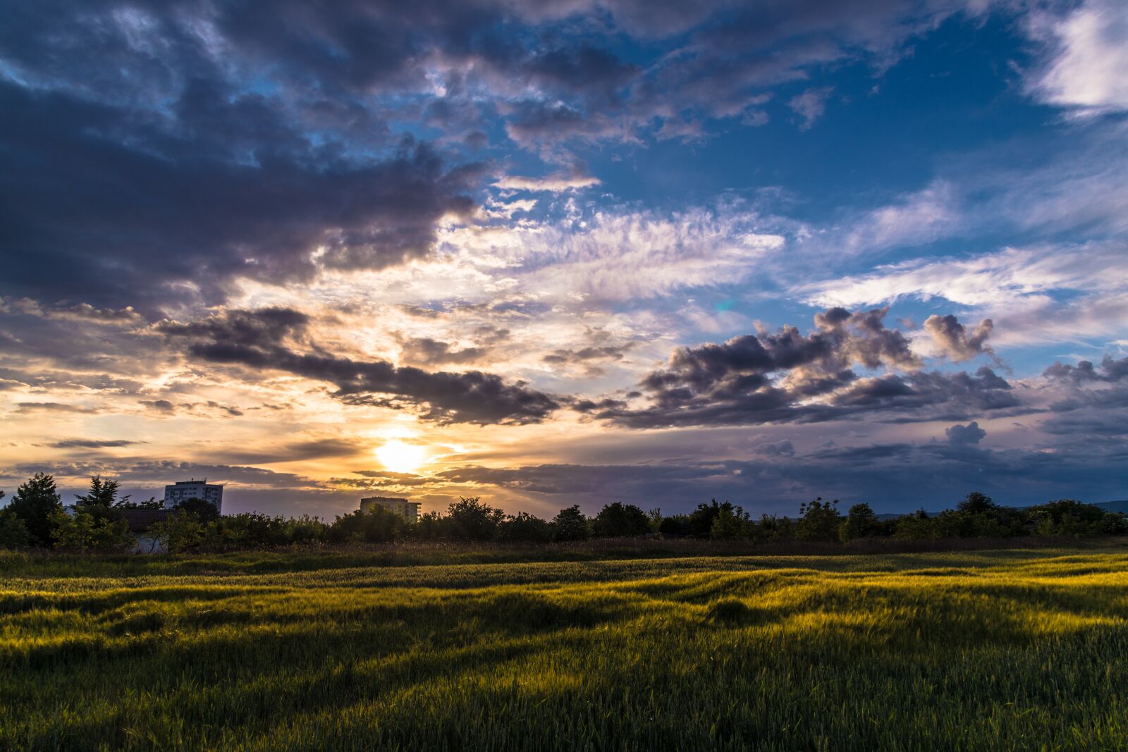 Nikon D850 sample photo. Field, nature, green photography