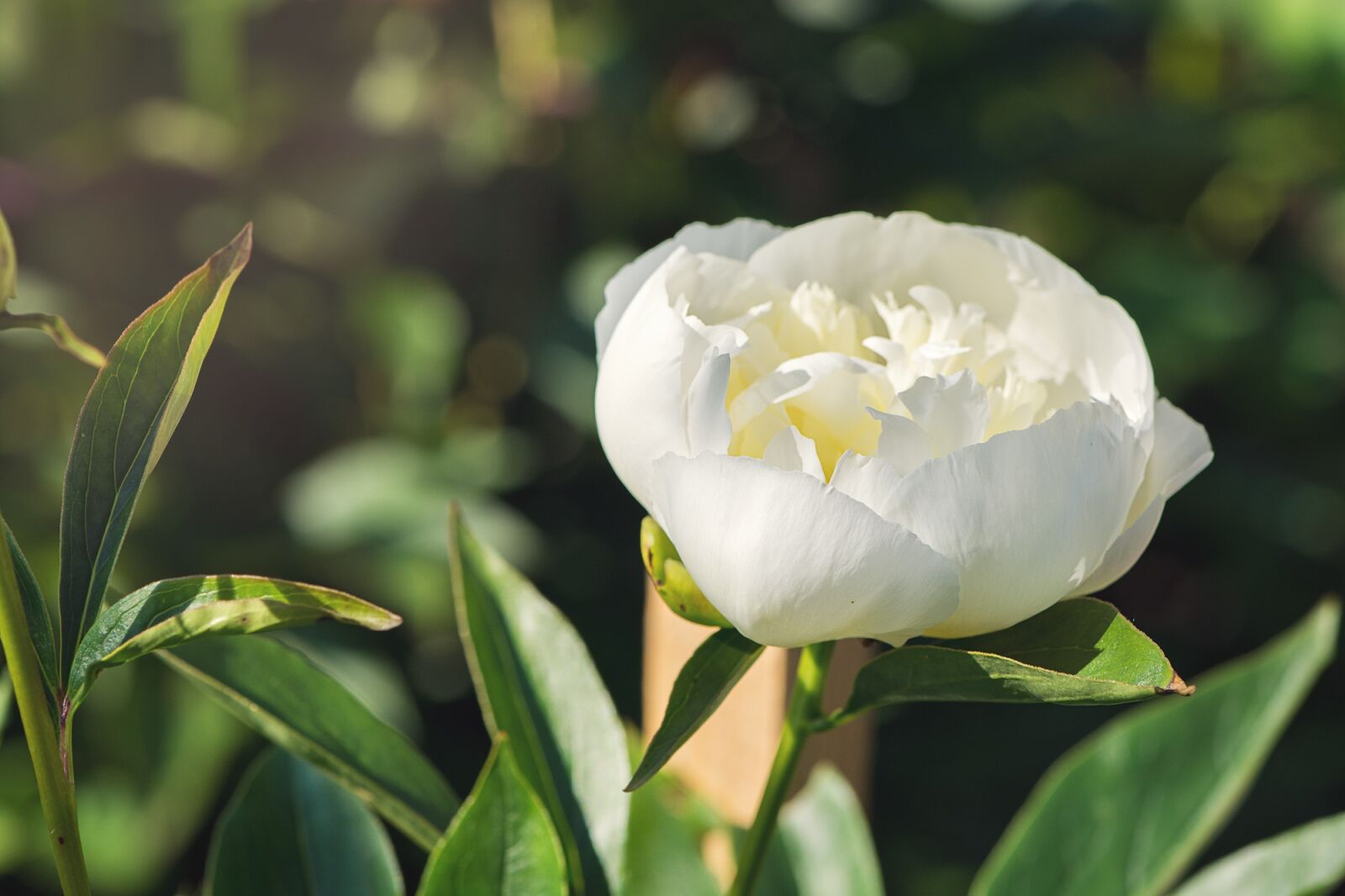 Nikon D7100 sample photo. Peony, white, flower photography