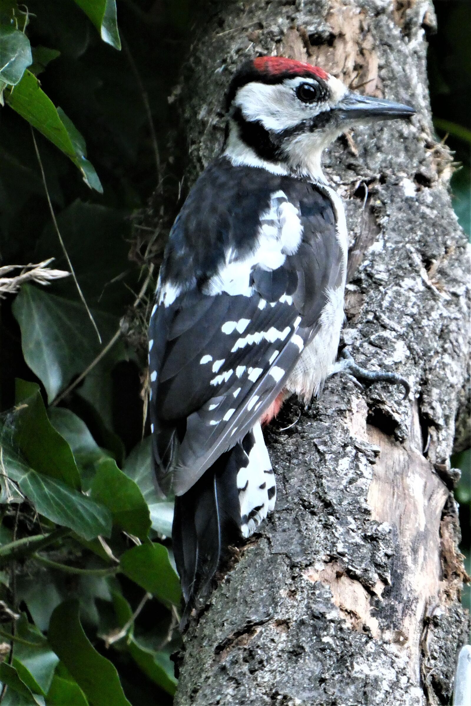 Panasonic Lumix DC-ZS70 (Lumix DC-TZ90) sample photo. Woodpecker, zoo, innsbruck photography