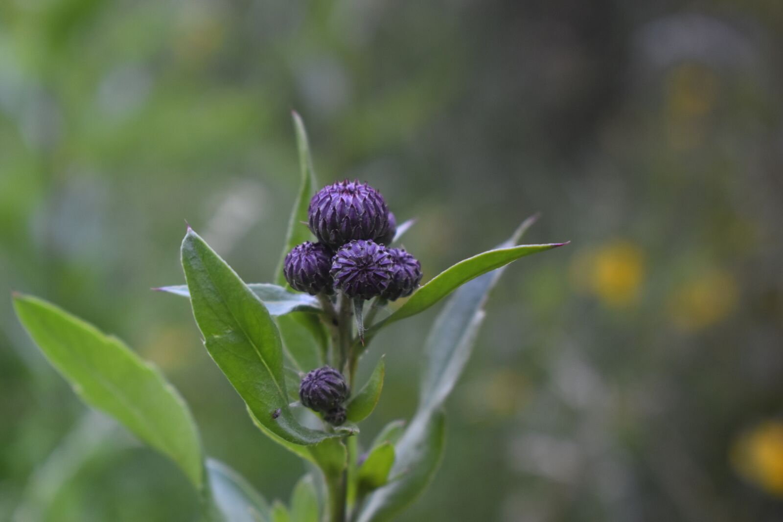 Nikon D3500 sample photo. Plant, grass, leaves photography