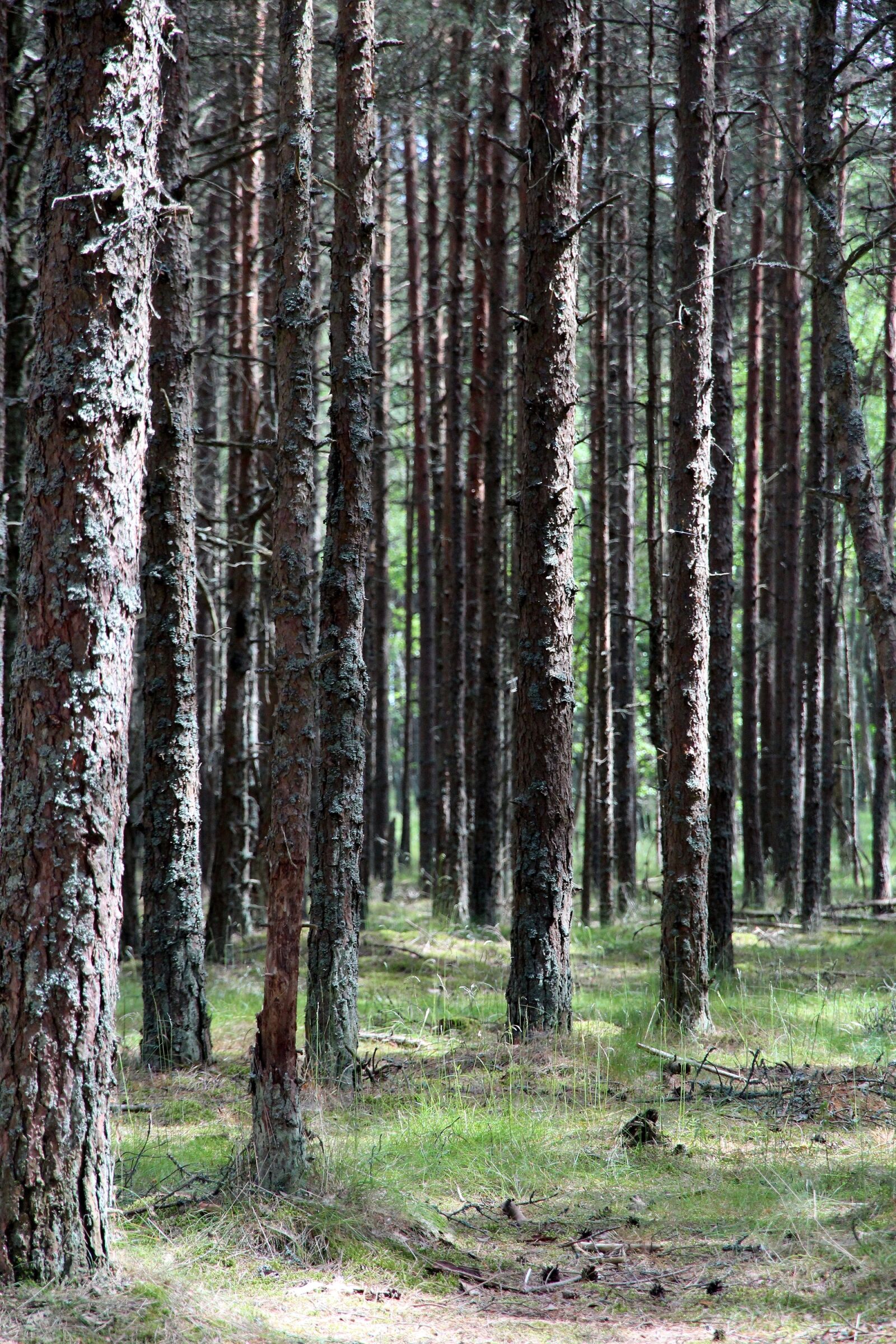 Canon EOS 650D (EOS Rebel T4i / EOS Kiss X6i) sample photo. Forest, trunks, trees photography