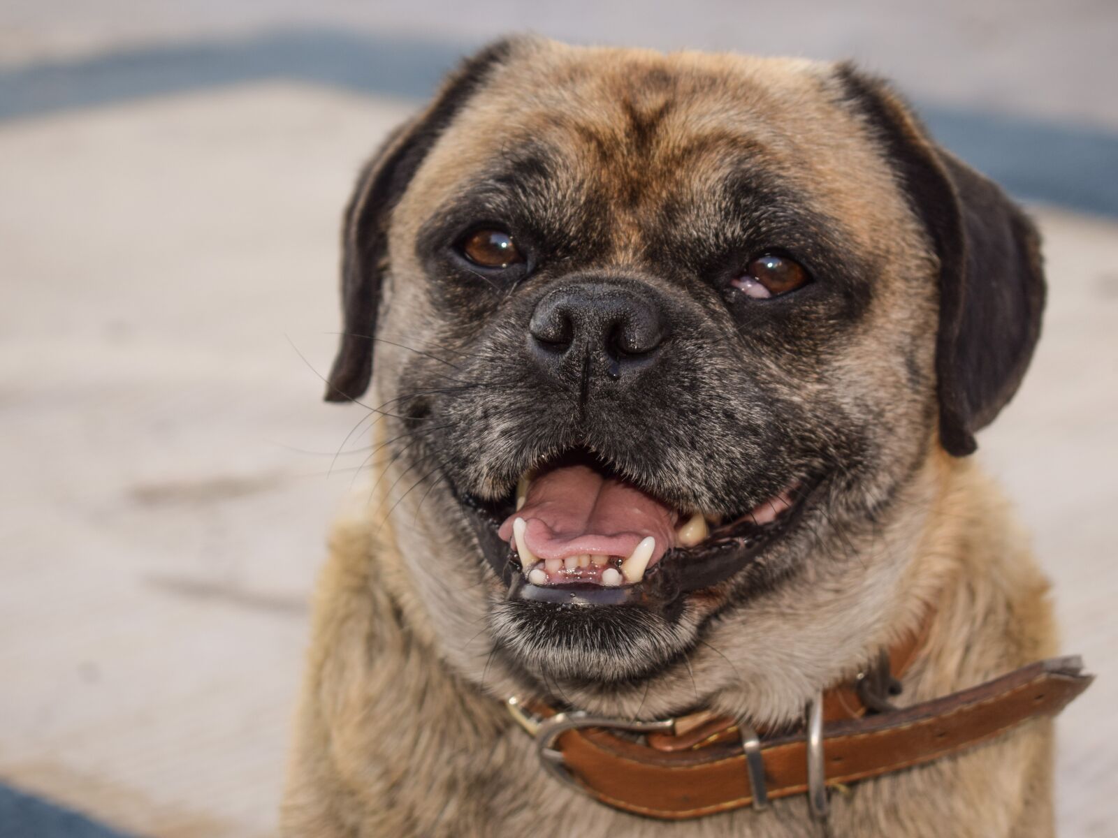 Nikon D3300 sample photo. Dog, animal, looking photography