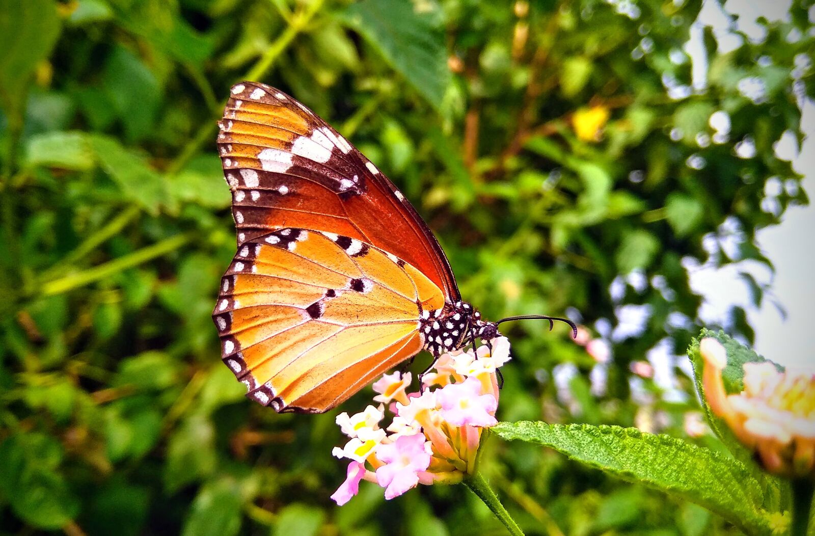 Xiaomi Redmi 5A sample photo. Butterfly, flower, nature photography