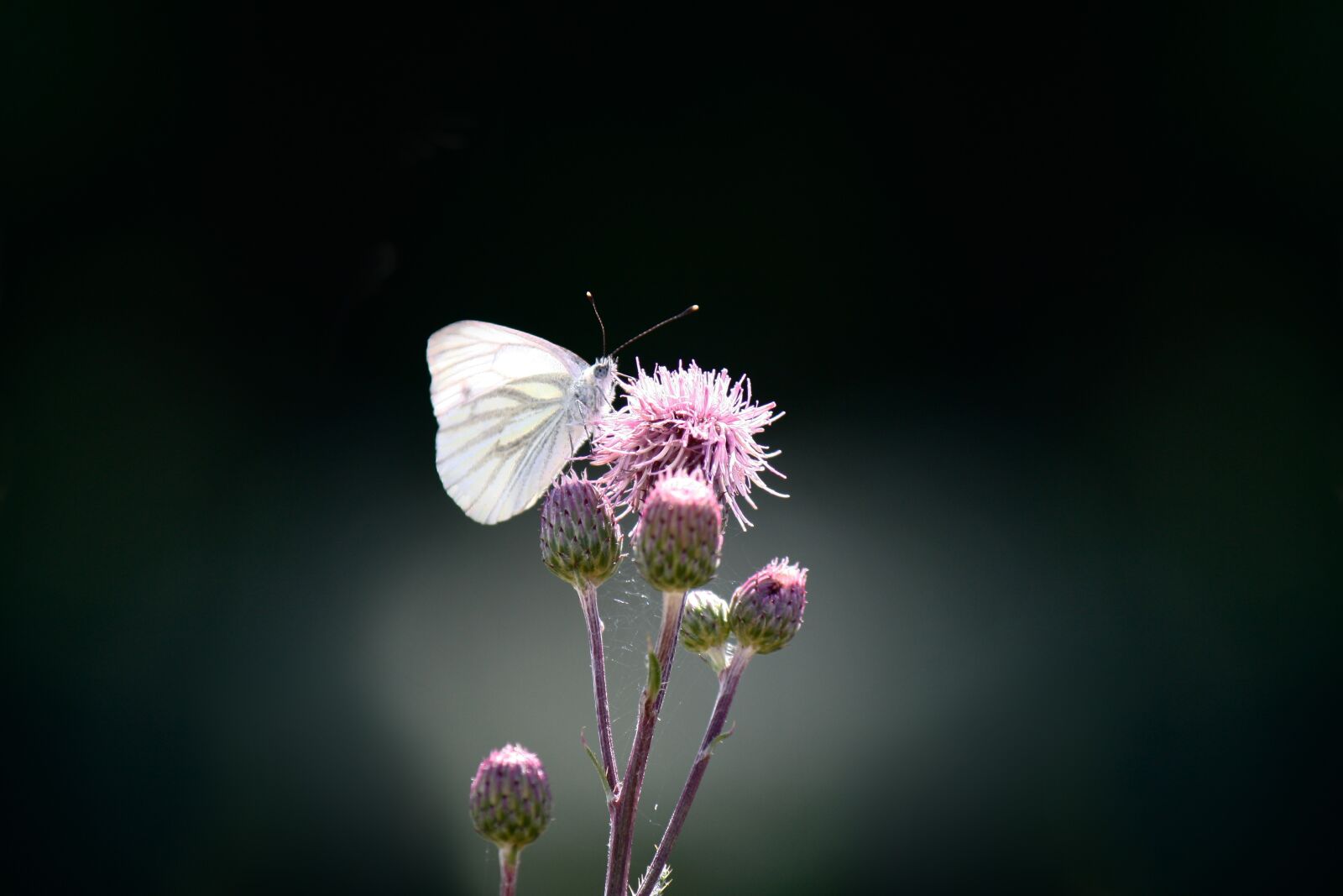 Canon EOS 1000D (EOS Digital Rebel XS / EOS Kiss F) sample photo. Butterfly, green vein, white photography