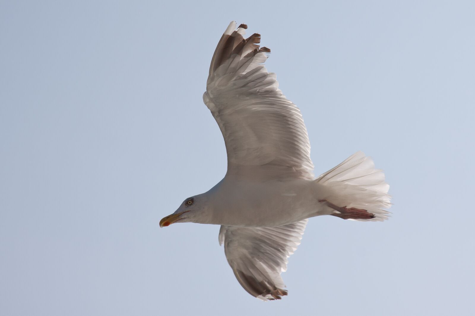Canon EOS 50D + Canon EF 24-105mm F4L IS USM sample photo. Seagull, mirror, vain photography