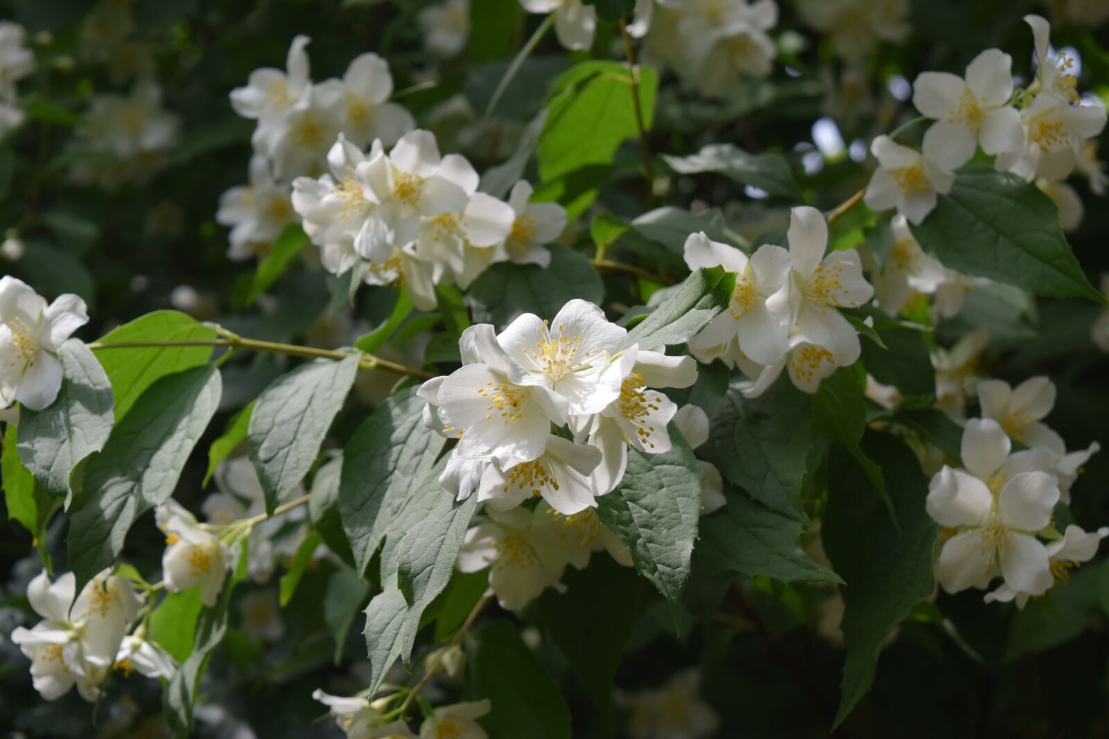 Nikon D5300 sample photo. Close up, jasmin, plant photography