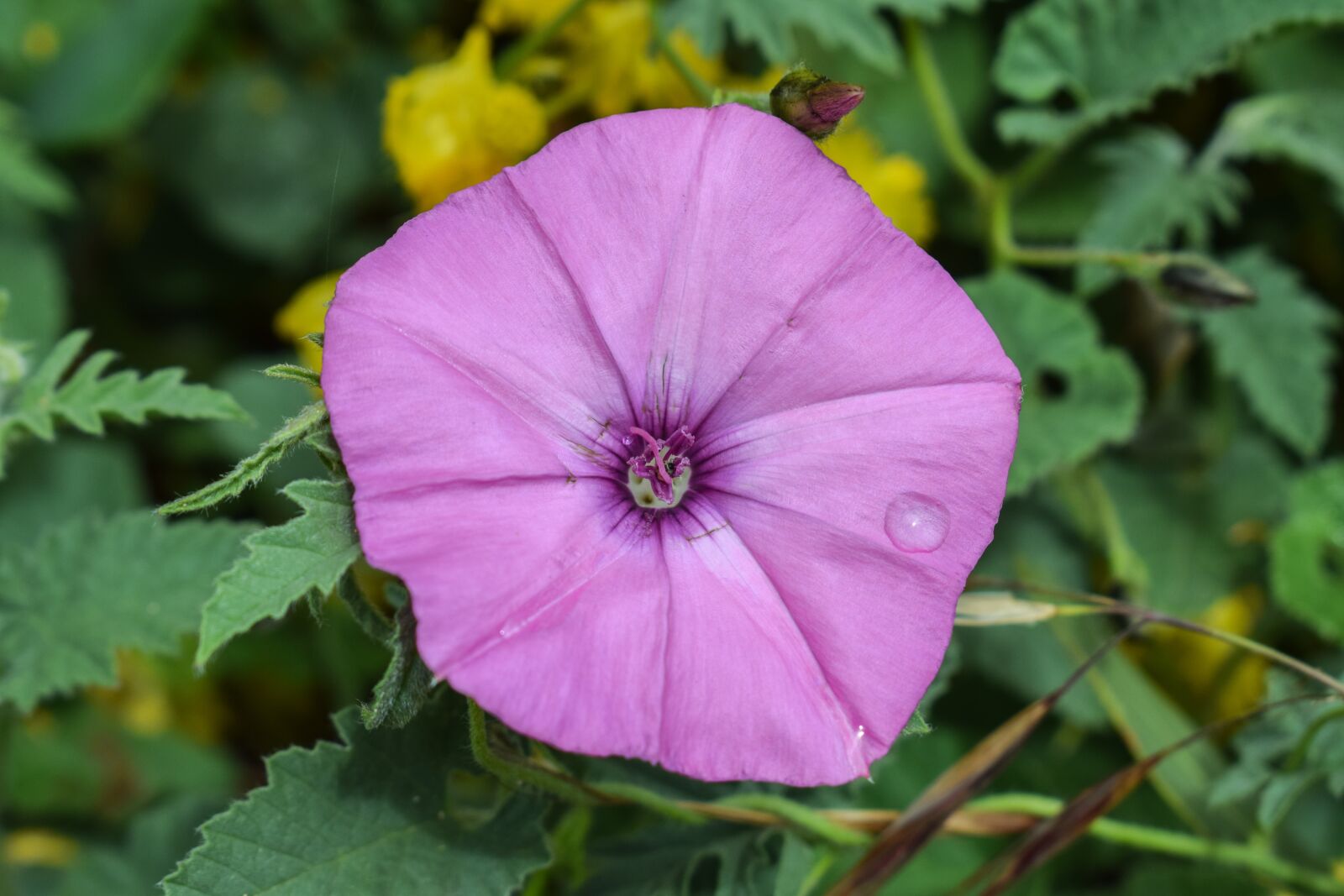 Nikon D3300 sample photo. Wildflower, purple, flower photography