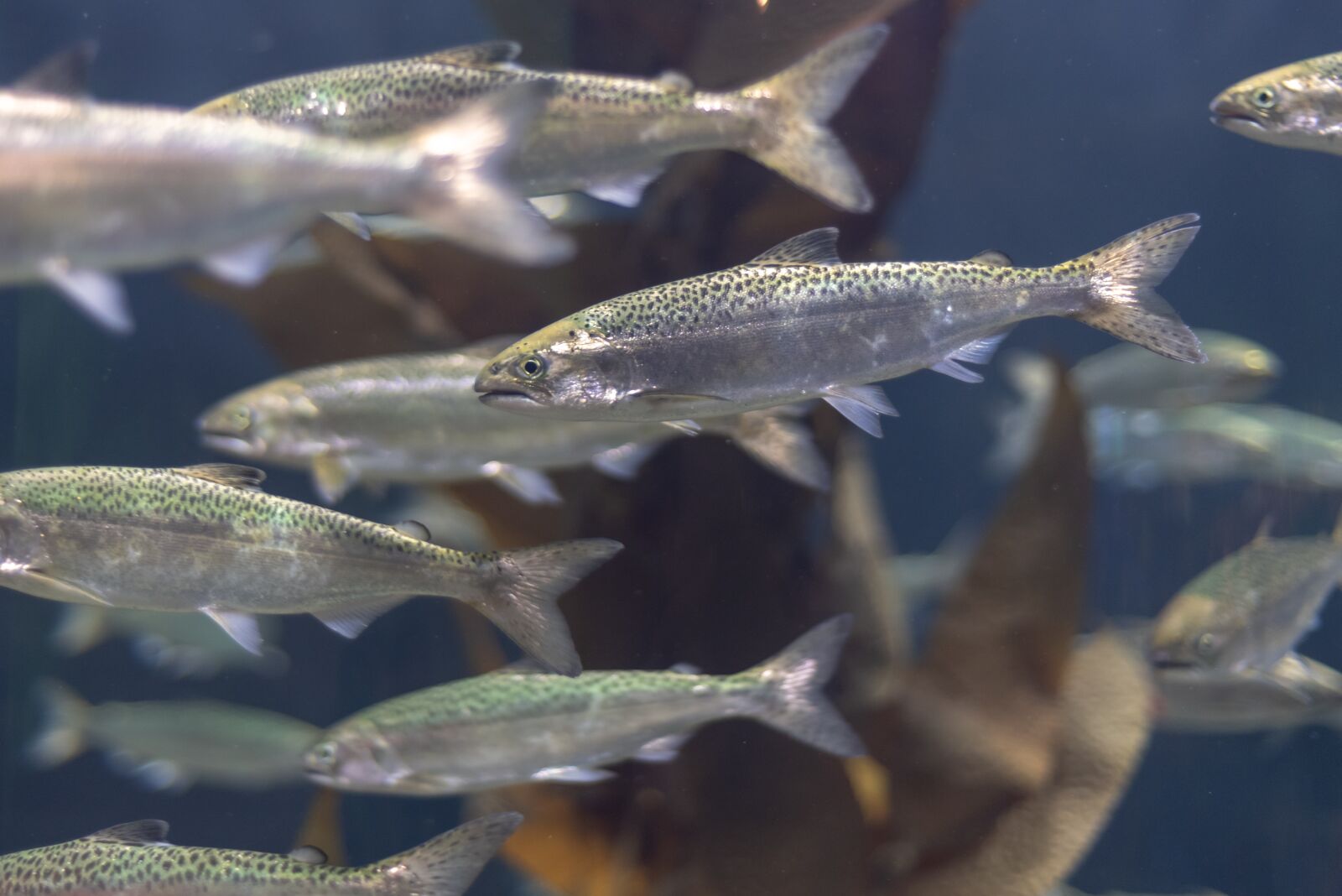 Nikon D750 sample photo. Aquarium, salmon, water photography