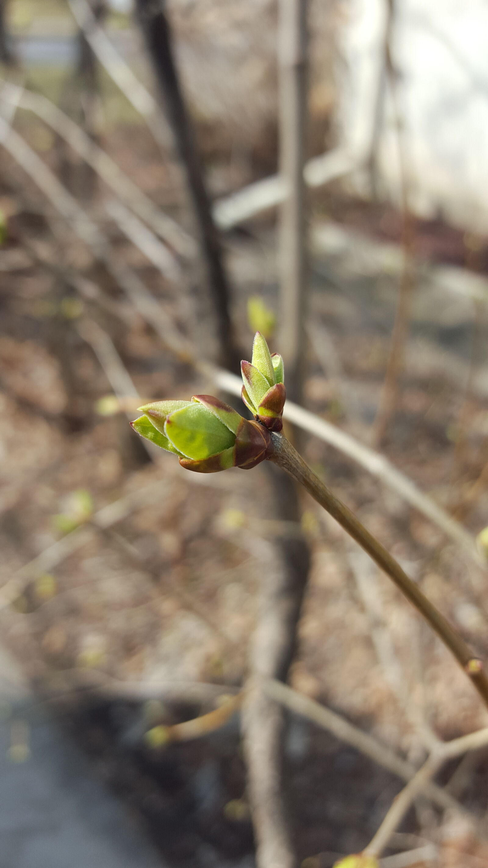 Samsung Galaxy S6 sample photo. First, buds, of, spring photography