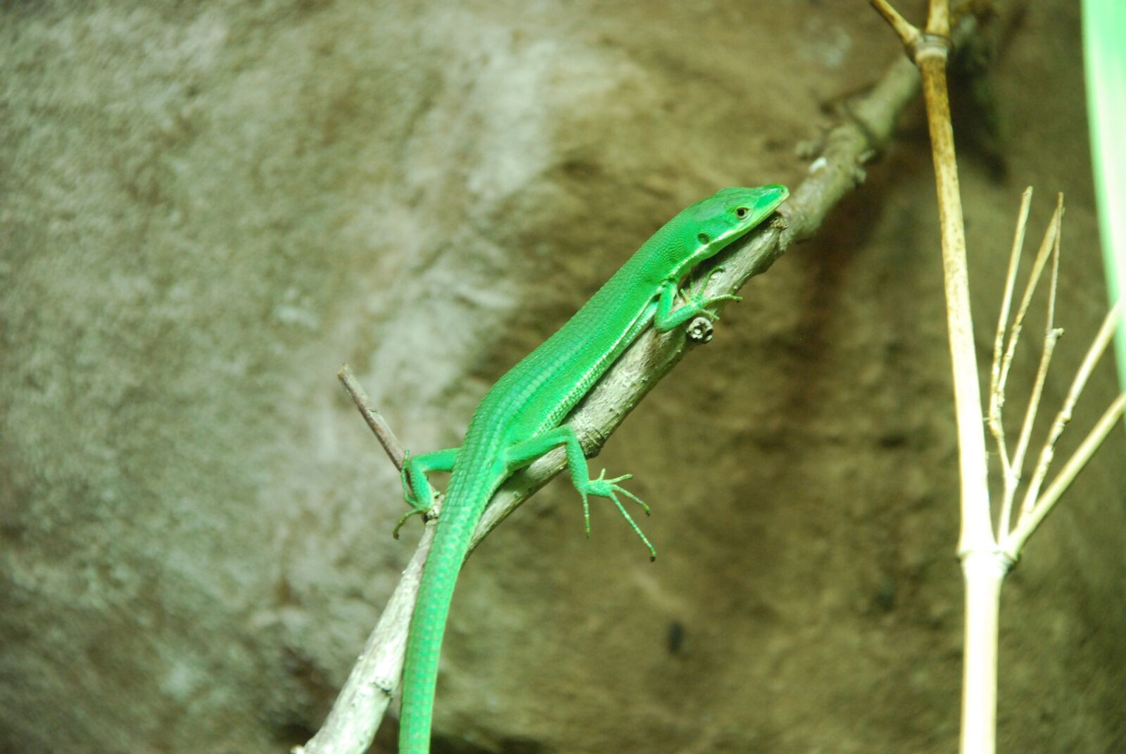 Nikon D80 sample photo. Lizard, green, zoo photography
