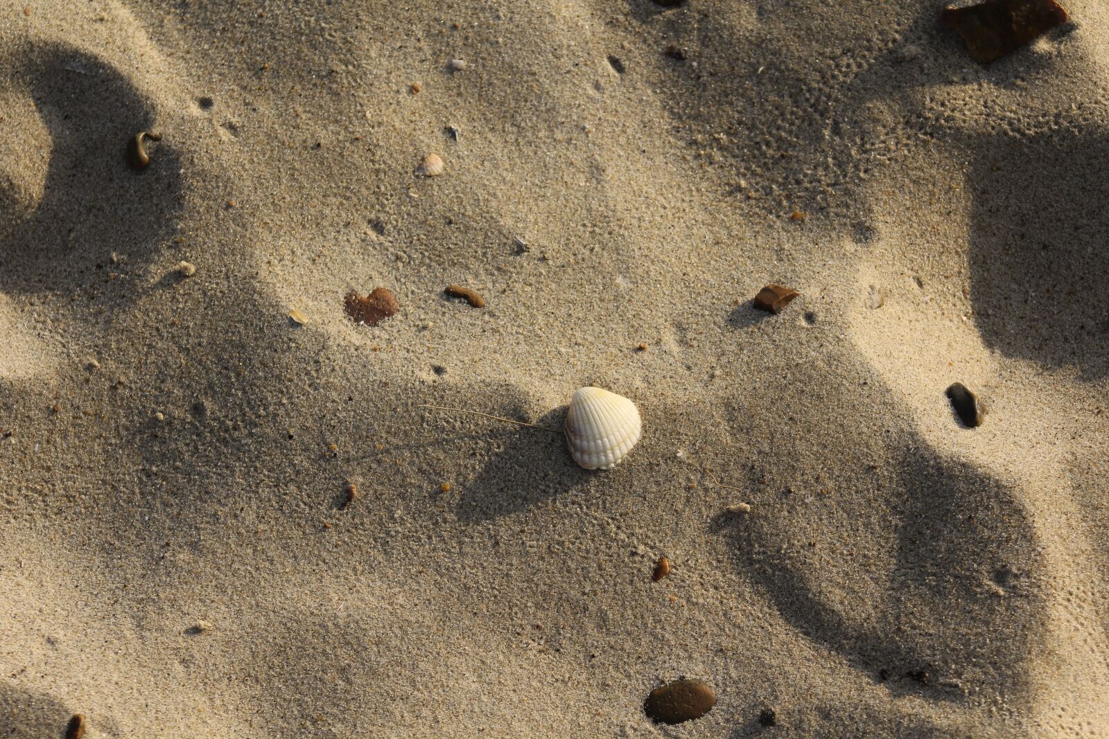 Canon EOS 550D (EOS Rebel T2i / EOS Kiss X4) sample photo. Beach, sand, summer photography