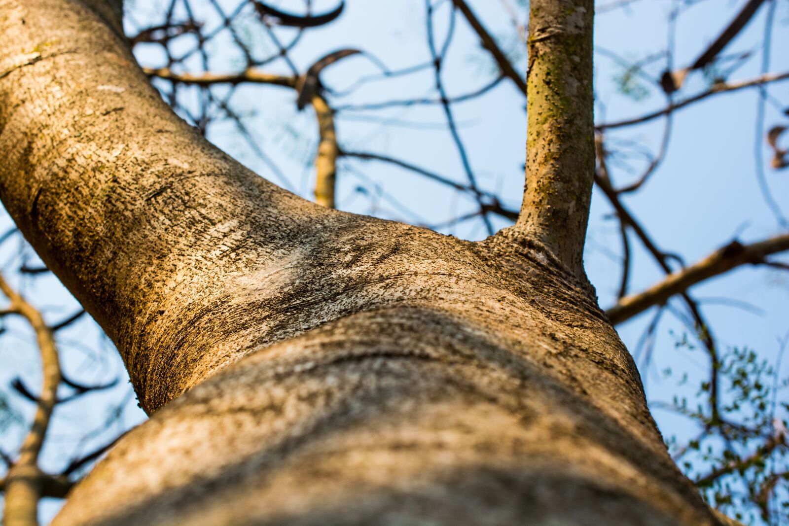 Nikon D5200 sample photo. Log, tree, bark photography