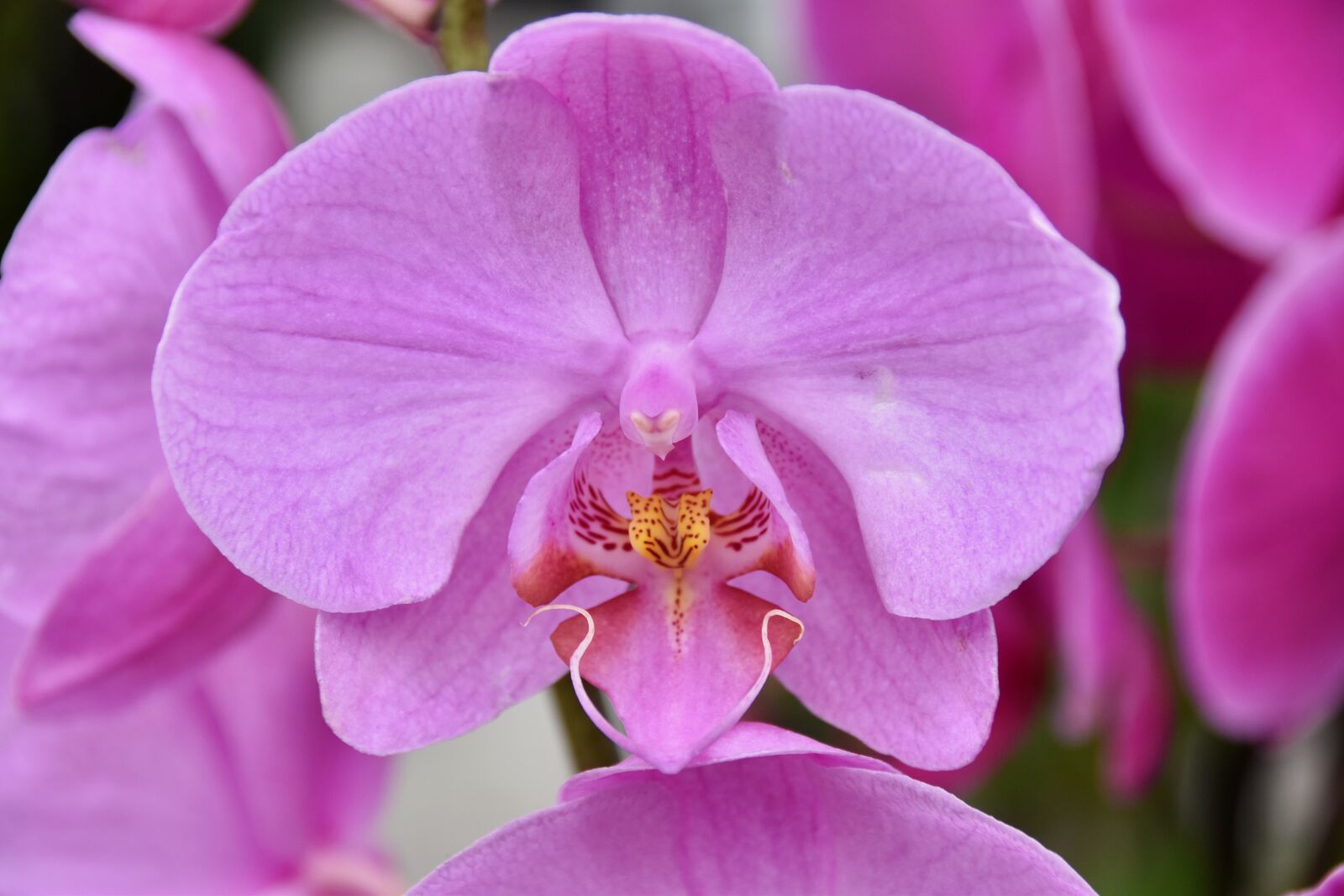 Nikon D5600 sample photo. Flower, orchid, pink flower photography