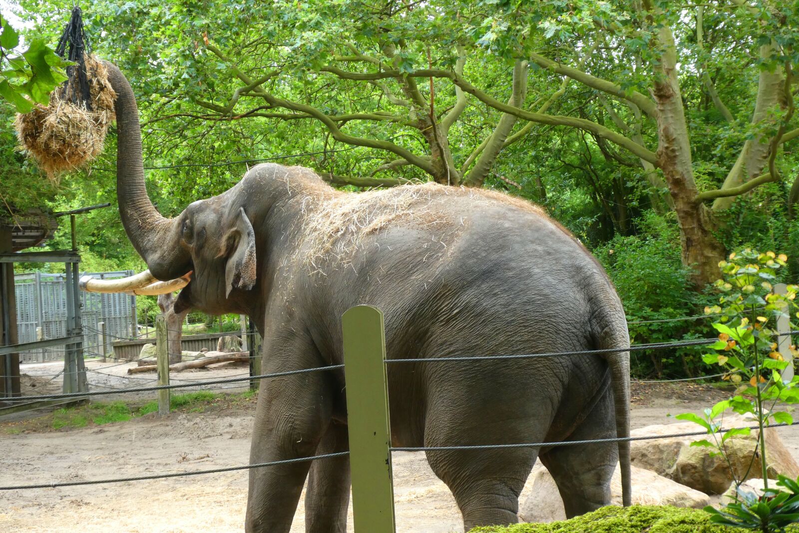 Panasonic Lumix DC-ZS70 (Lumix DC-TZ90) sample photo. Elephant, zoo, food photography