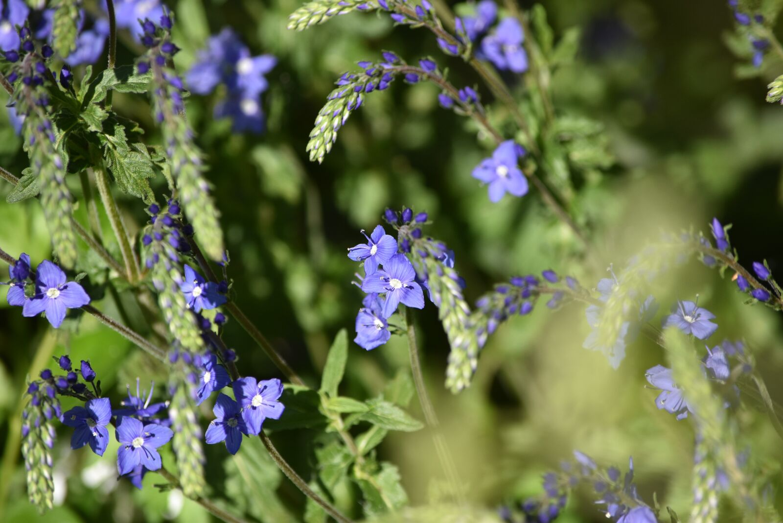 Nikon D5500 sample photo. Honorary award, inflorescence, blue photography